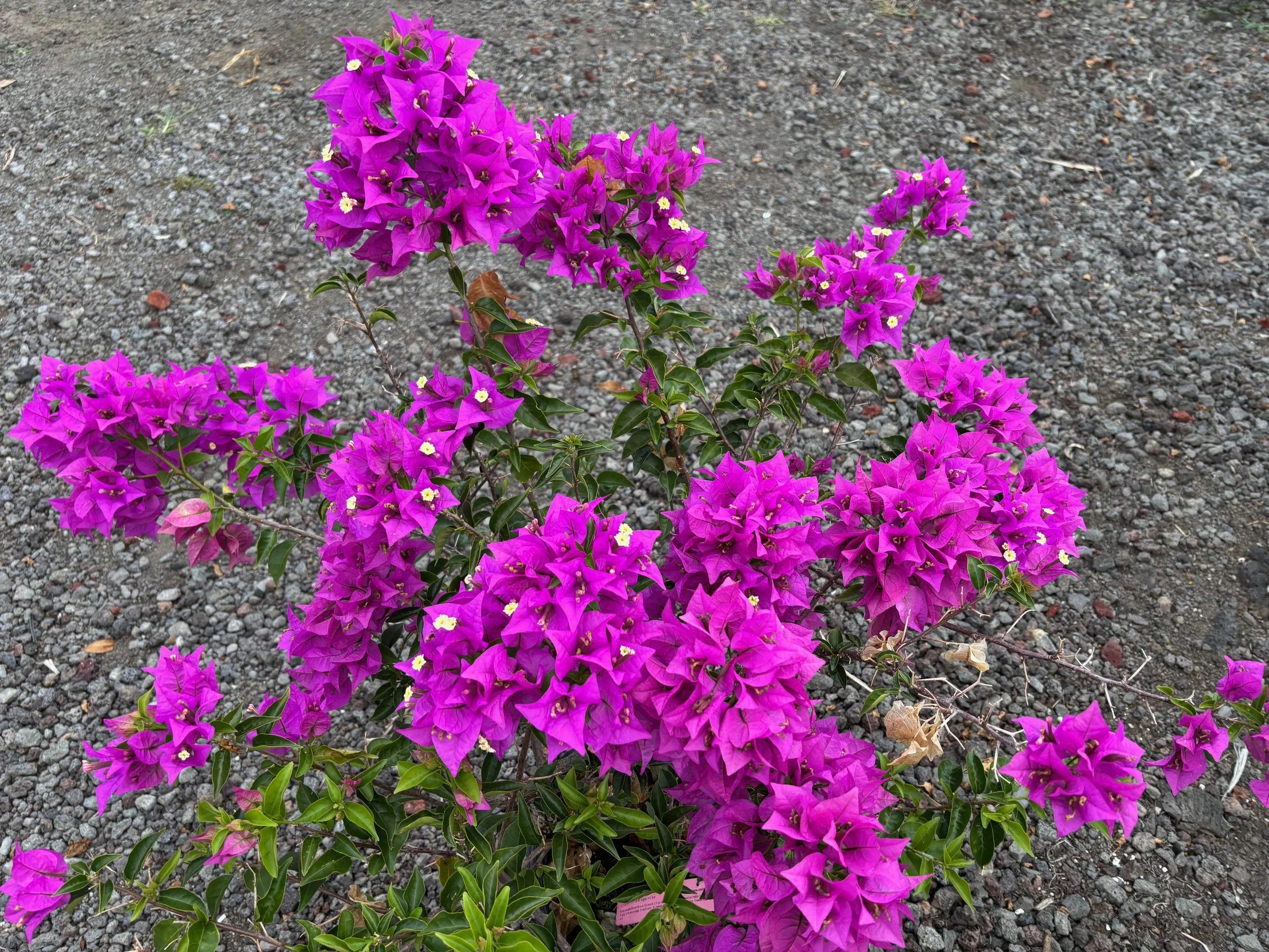 Bougainvillea (Purple Compact) (1).jpeg