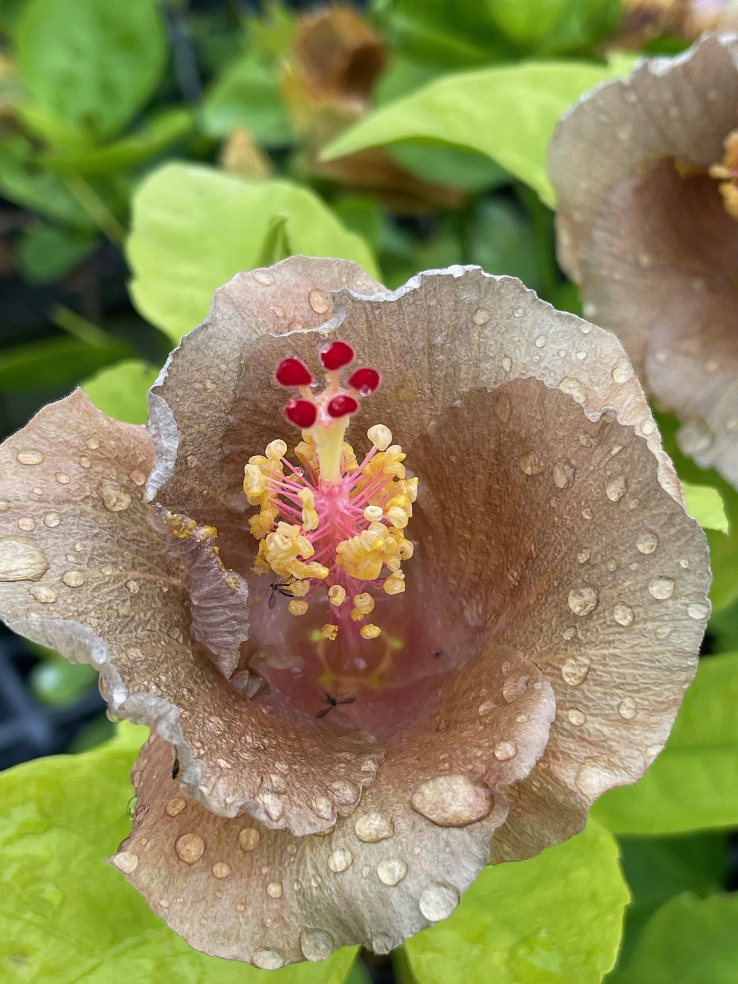 Hibiscus rosa-sinensis 'Thunder Egg' (3).jpeg