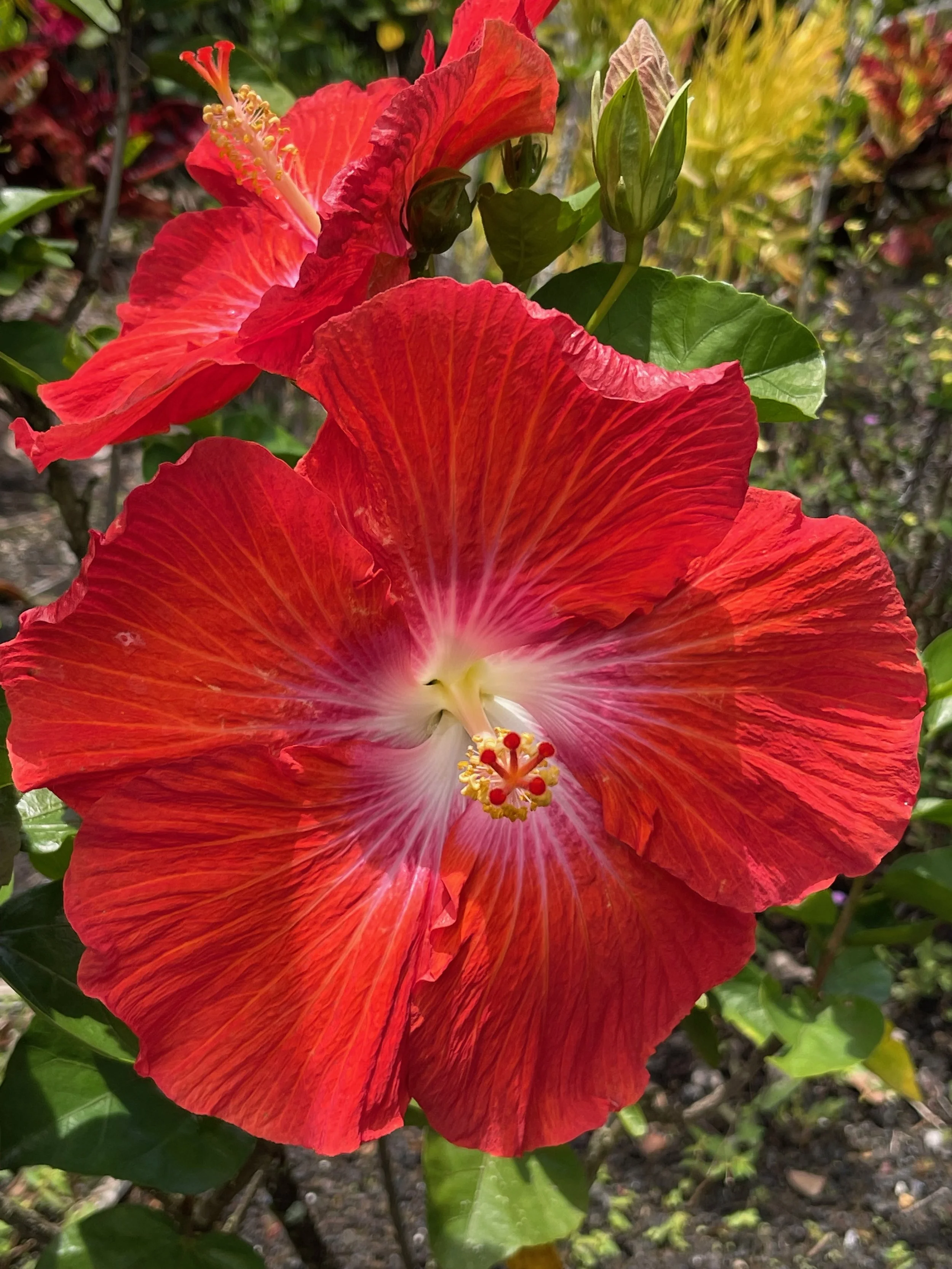 Hibiscus rosa-sinensis 'Passion Punch'.jpeg