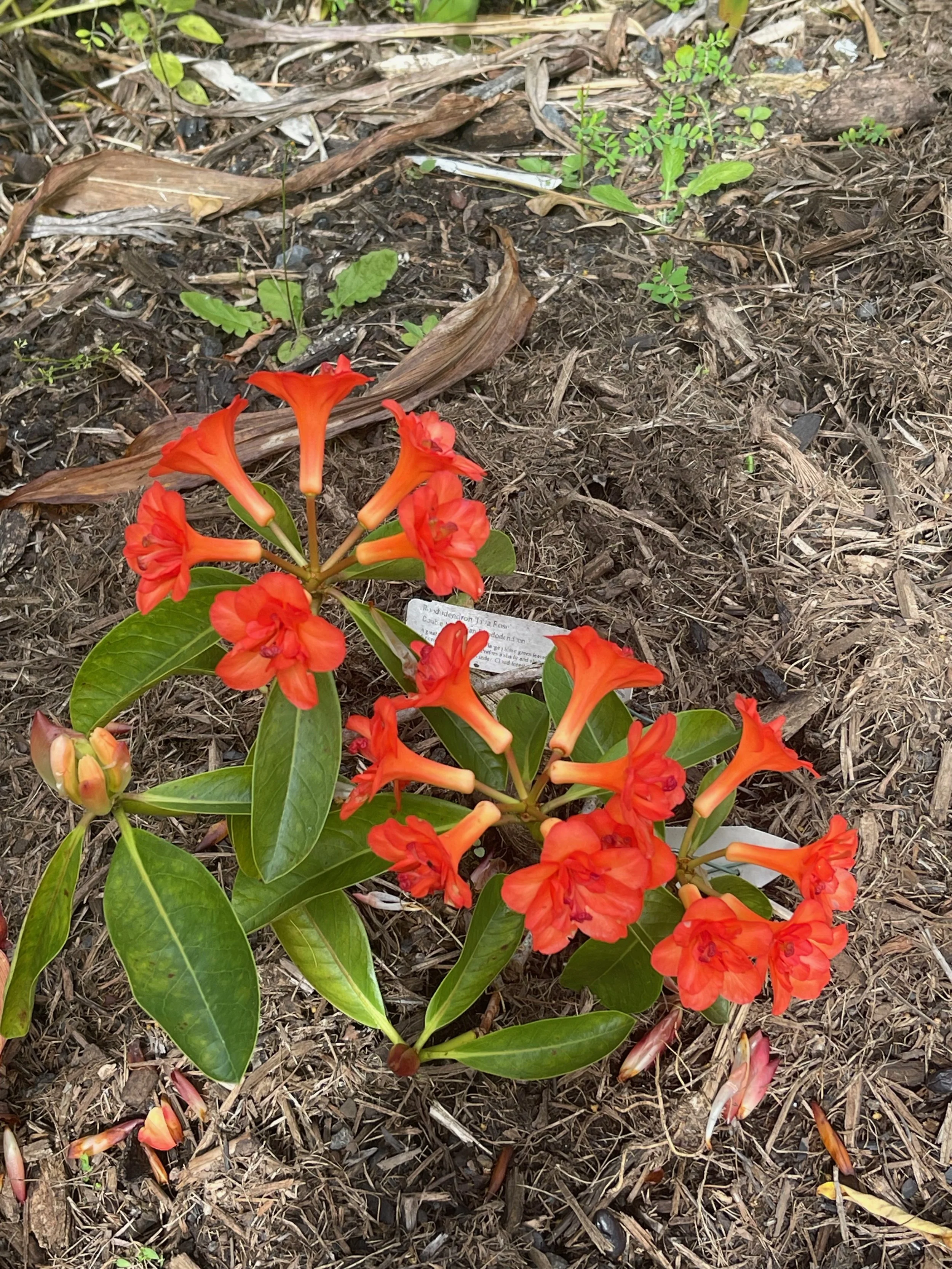 Java Rose Van Os Rhododendron vireya 'Java Rose' — Vintage Green Farms with Tom Piergrossi