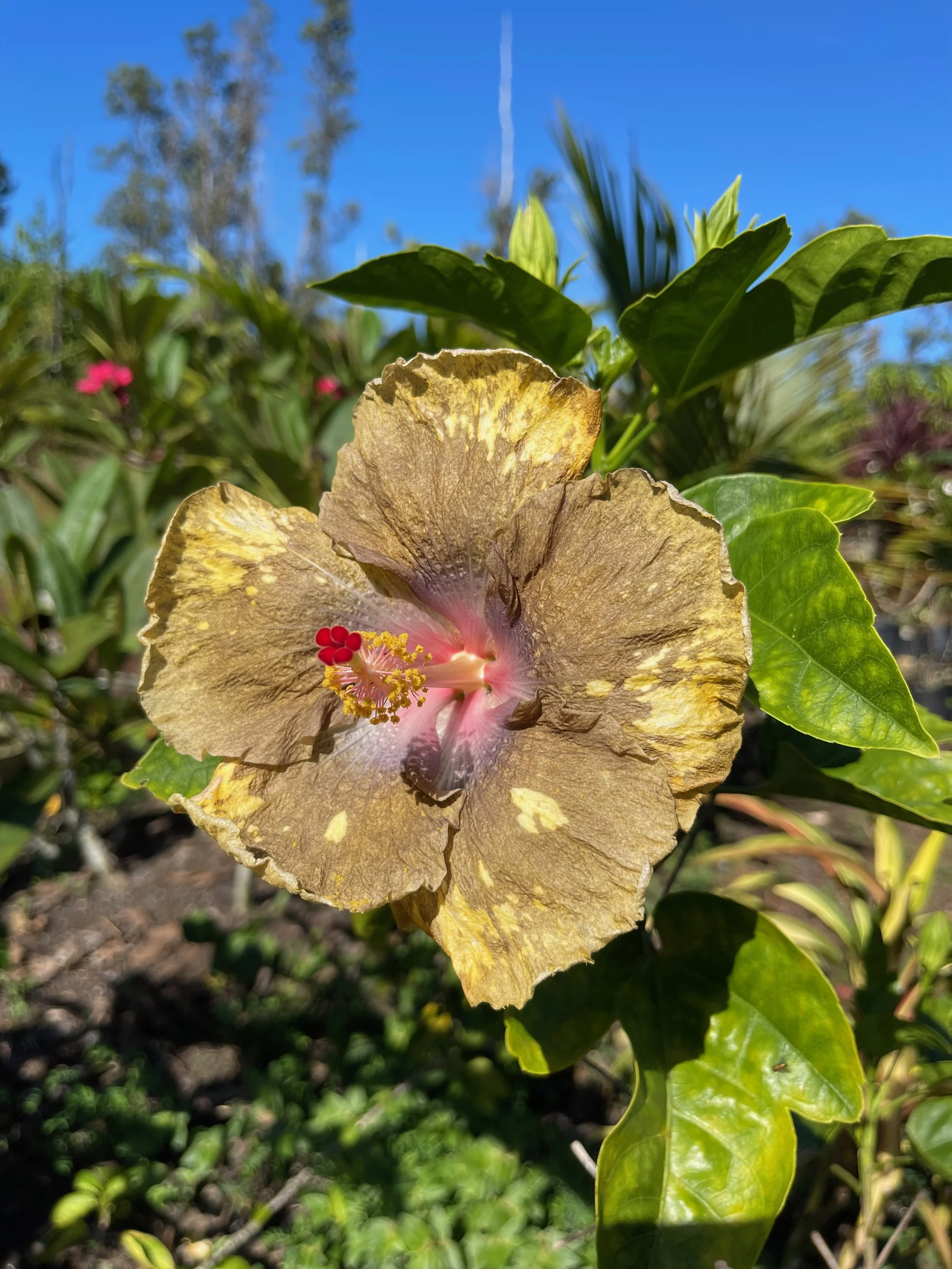 Hibiscus rosa-sinensis 'Thunder Egg'.jpeg