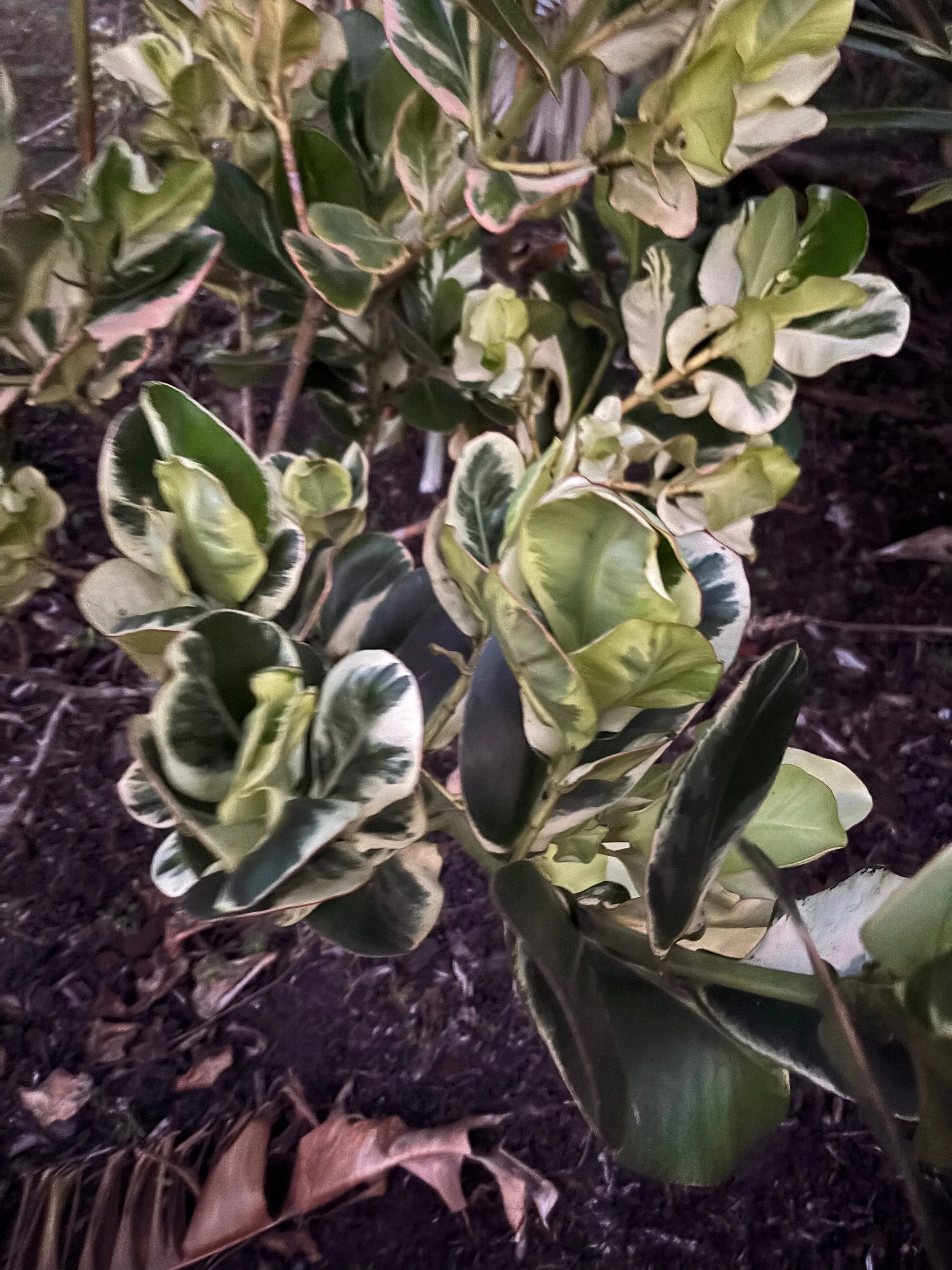 Clusia sp. 'Variegata' (FL Clone) (2).jpeg