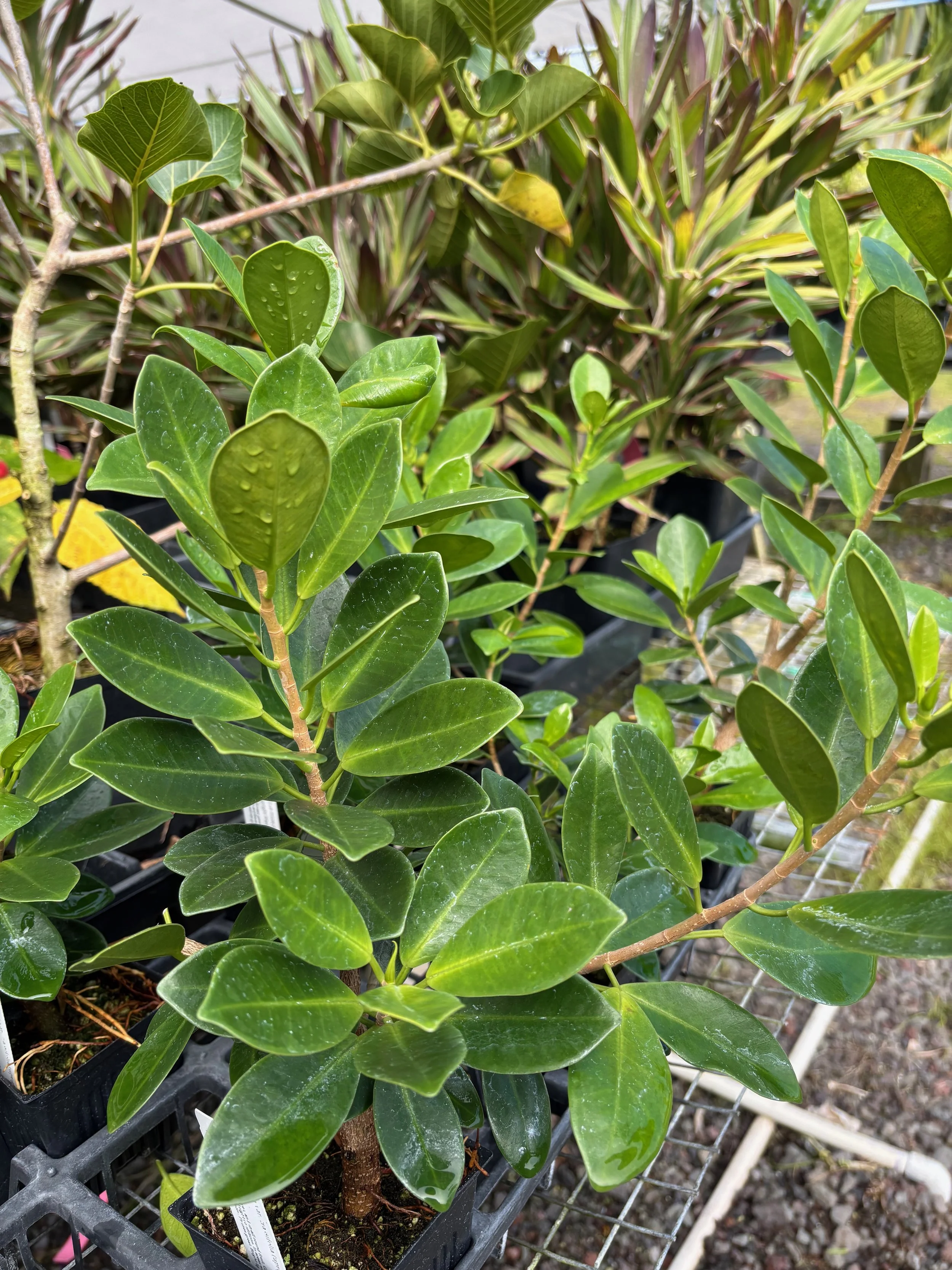 Ficus microcarpa var. crassifolia (upright form).jpeg