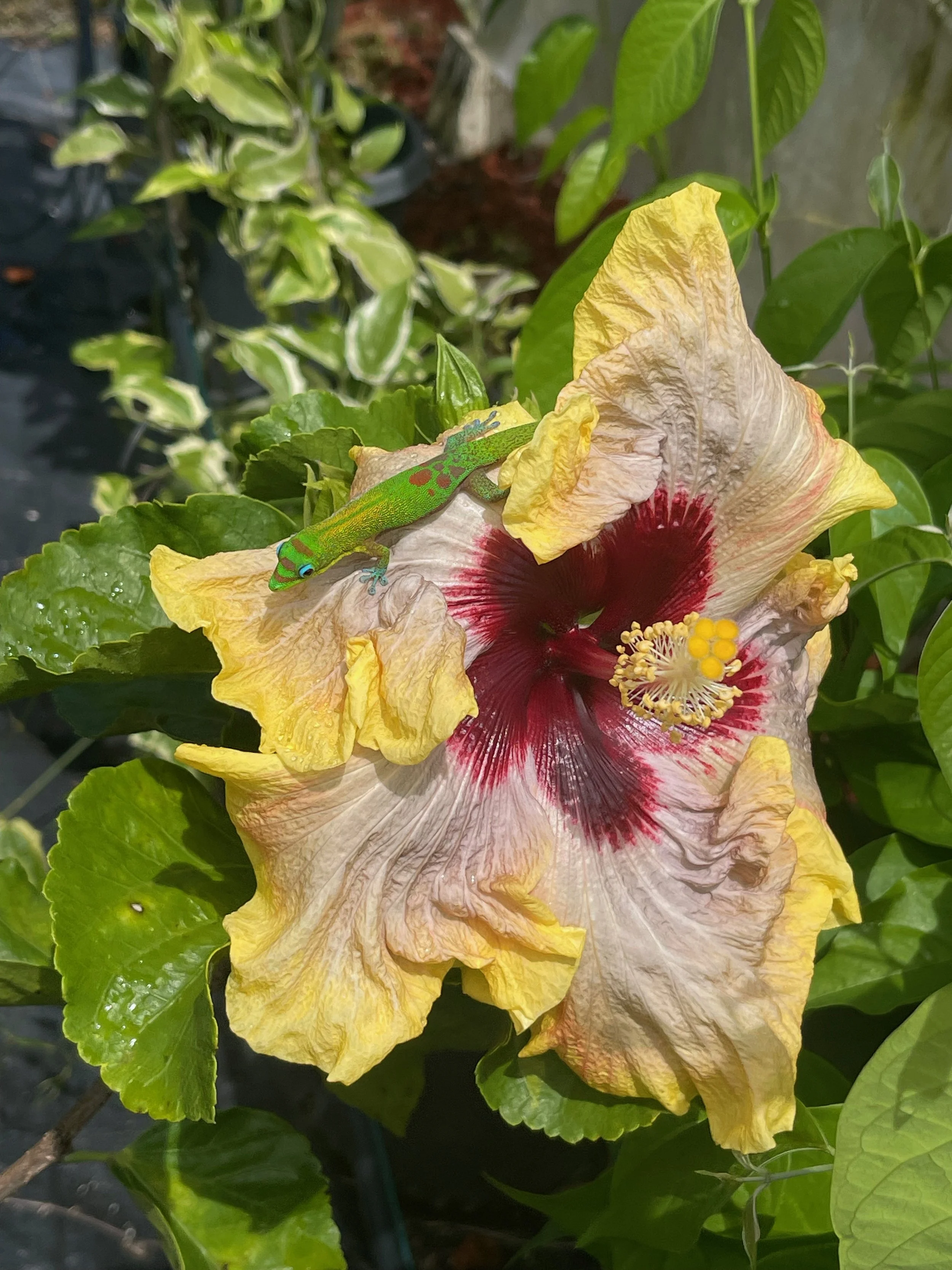Hibiscus rosa-sinensis 'On Golden Pond' (2).jpeg