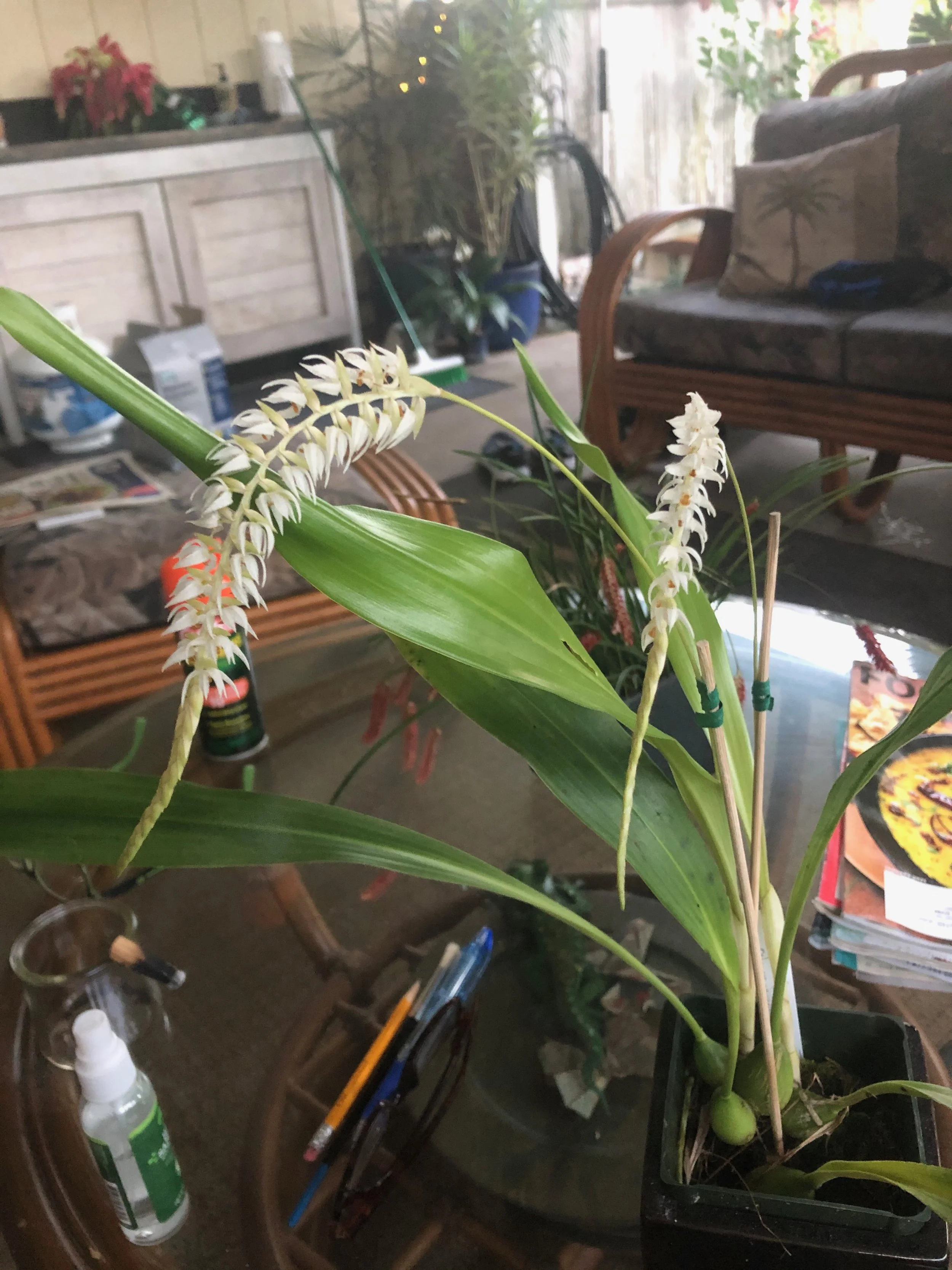 Dendrochilum glumacium (3).jpeg