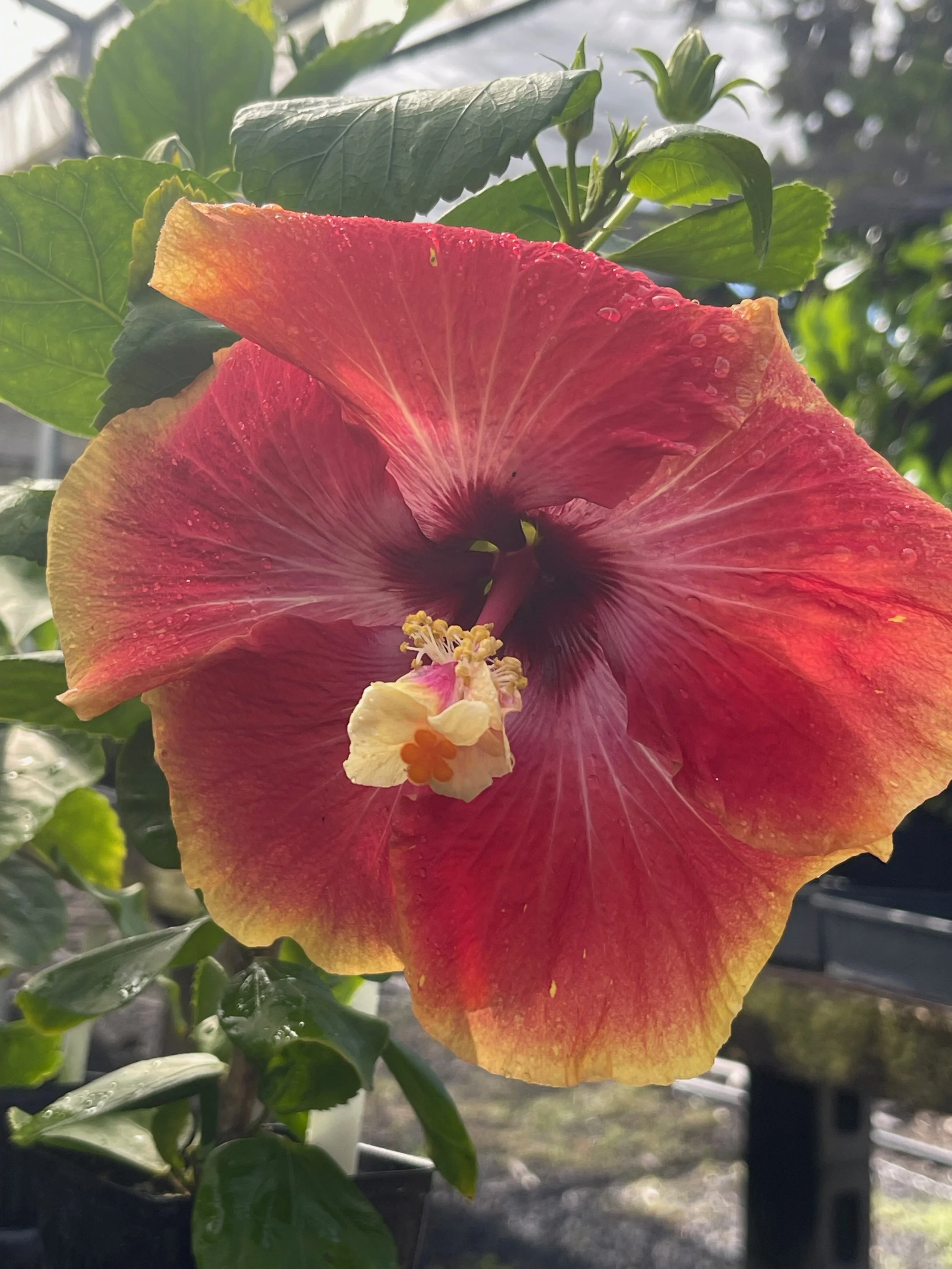 Hibiscus rosa-sinensis 'Acapulco Gold' (1).jpeg