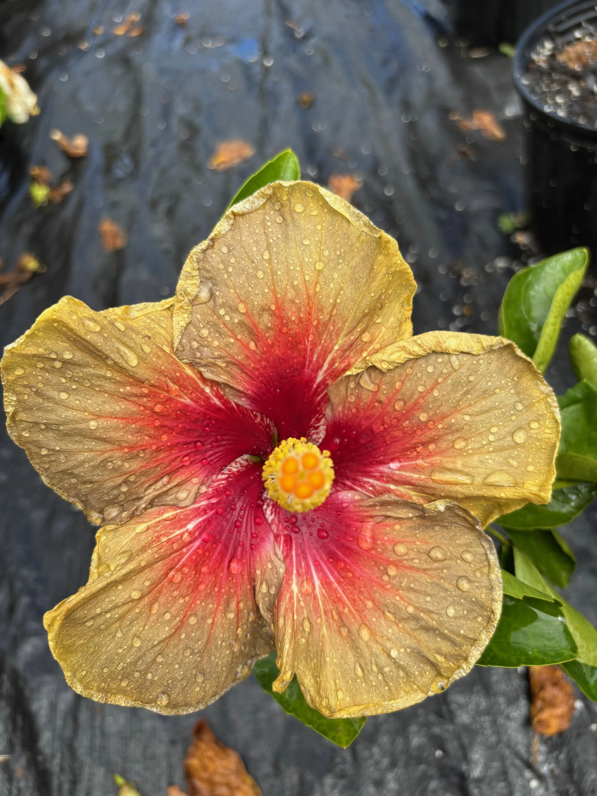 Hibiscus rosa-sinensis 'Smauge' (1).jpeg