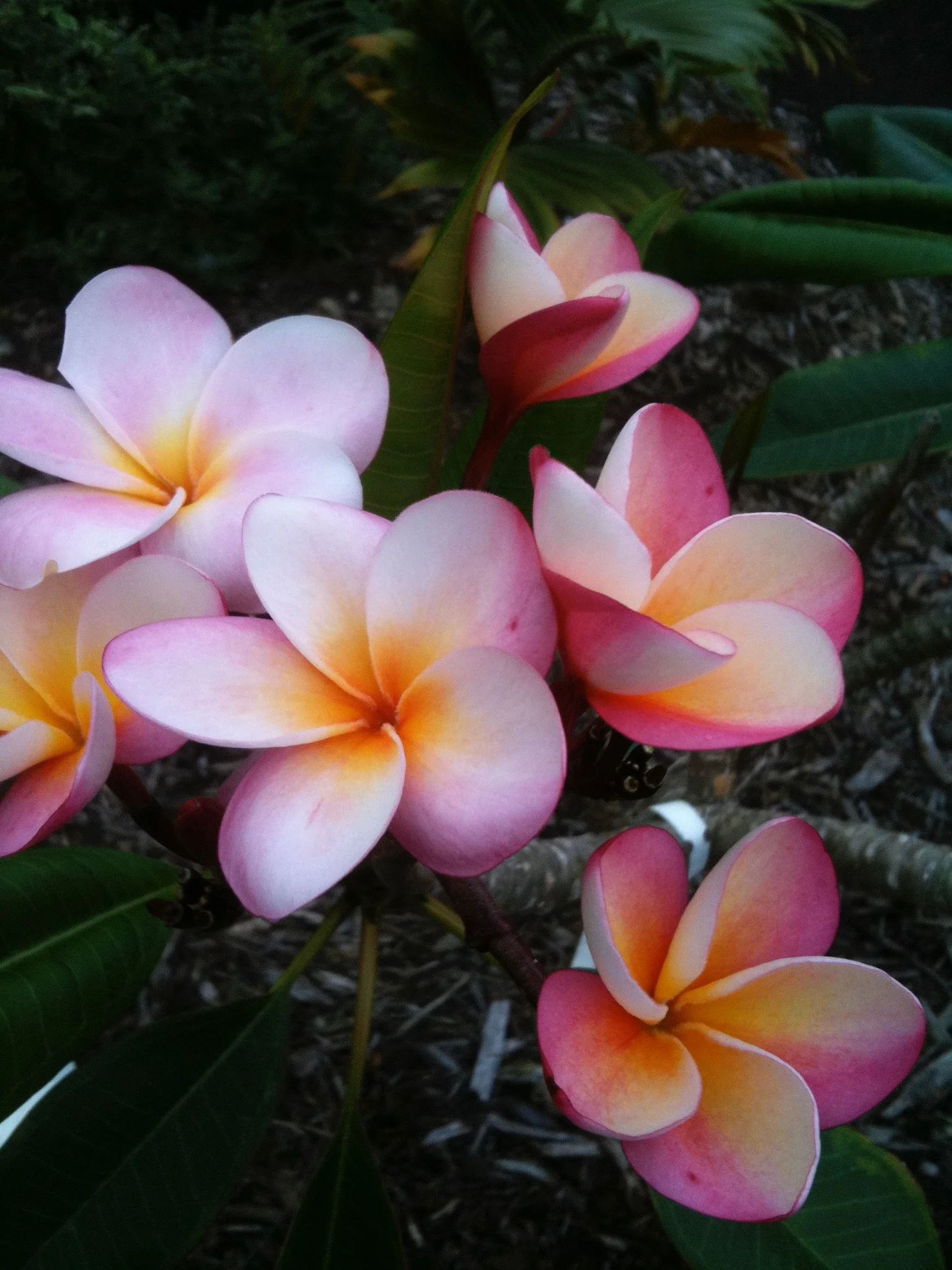 plumeria_sunset (1).jpeg