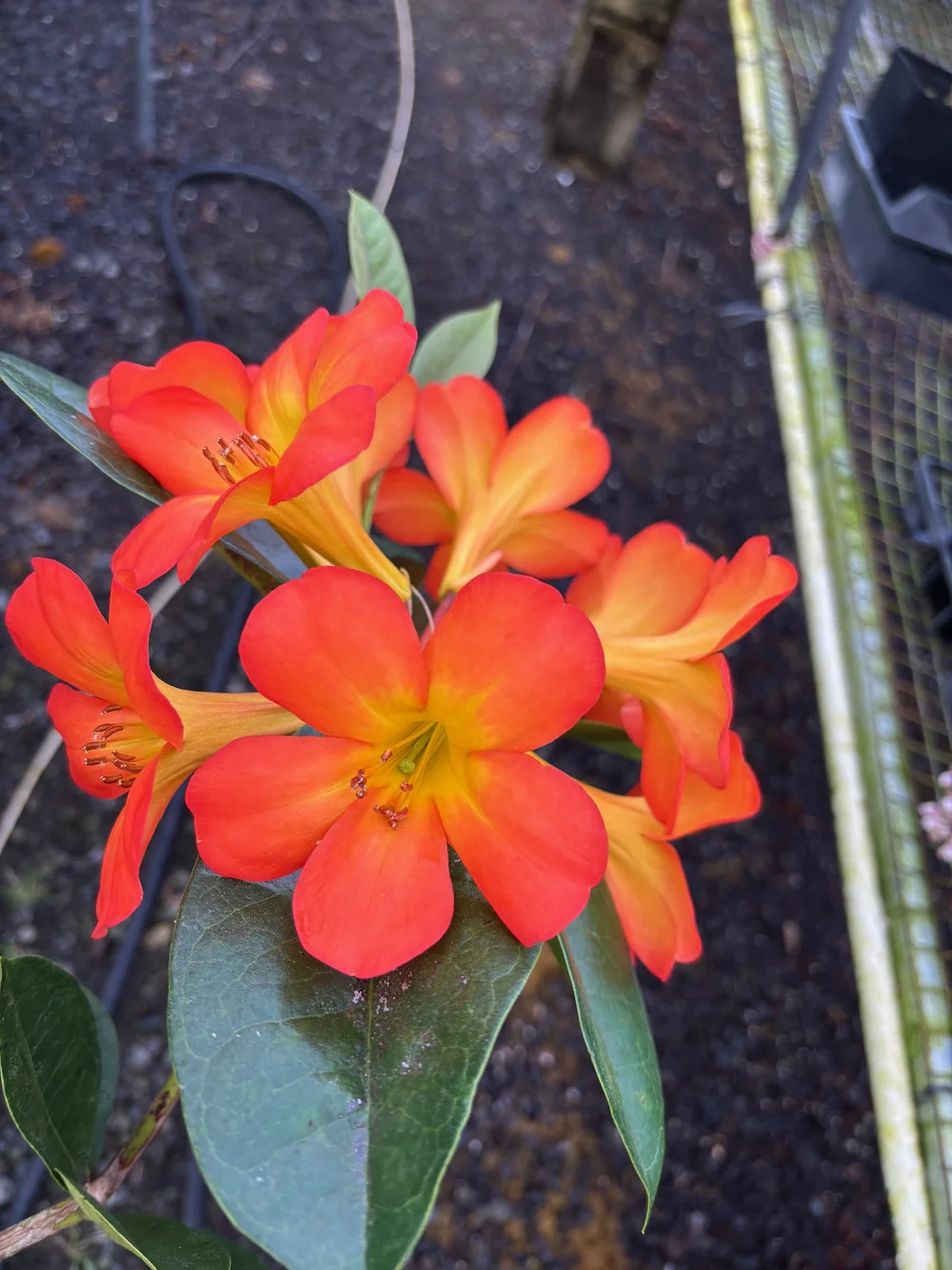 Rhododendron vireya 'Ring of Fire'  Vintage Green Farms with Tom Piergrossi