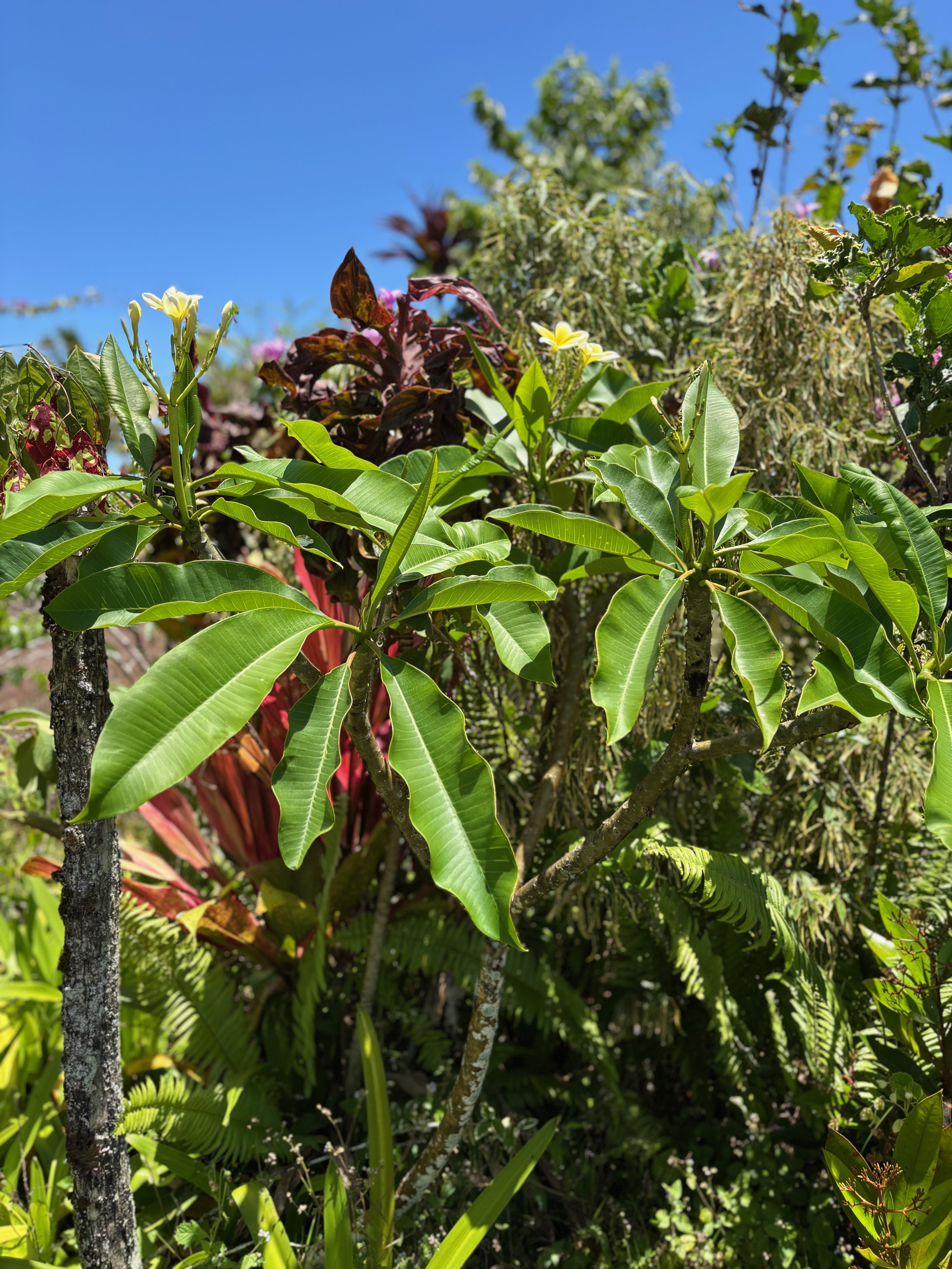 Plumeria rubra 'Lemon Chiffon' (2).jpeg