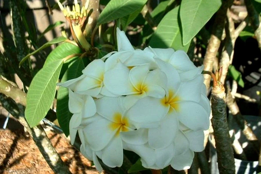 Plumeria rubra 'Samoan Fluff’ - ('Tahitian White').jpeg