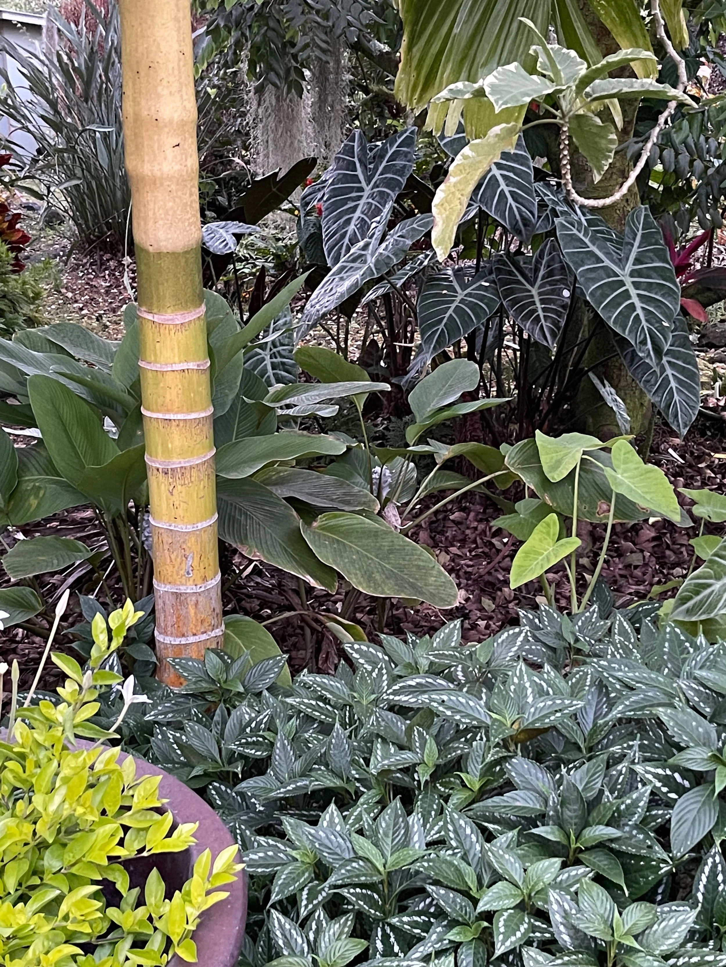 Areca catechu var. alba (yellow trunk form) (3).jpeg