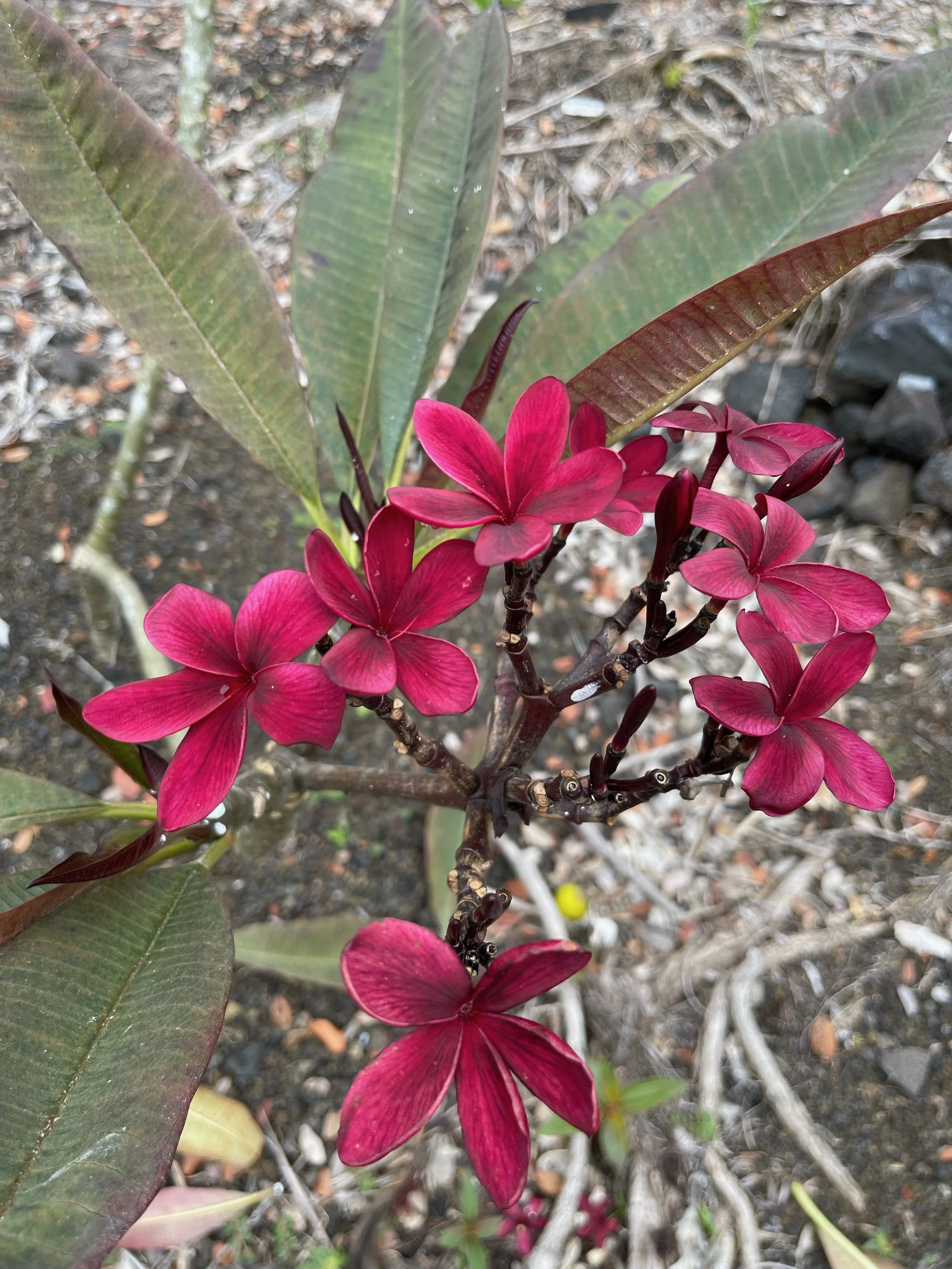 Plumeria rubra 'Dark Red' Scott Pratt (6).jpeg