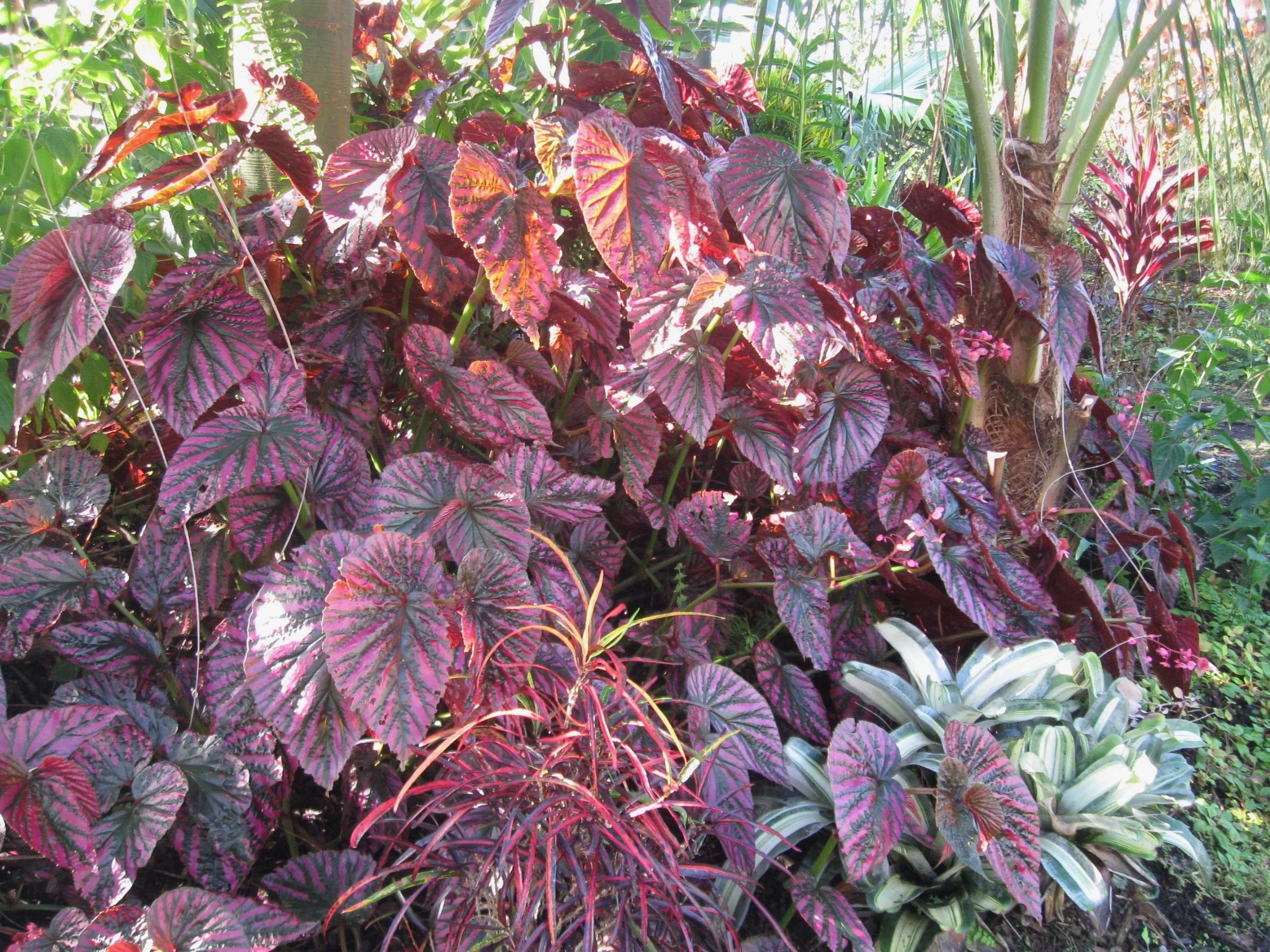 Begonia exotica (1).jpeg