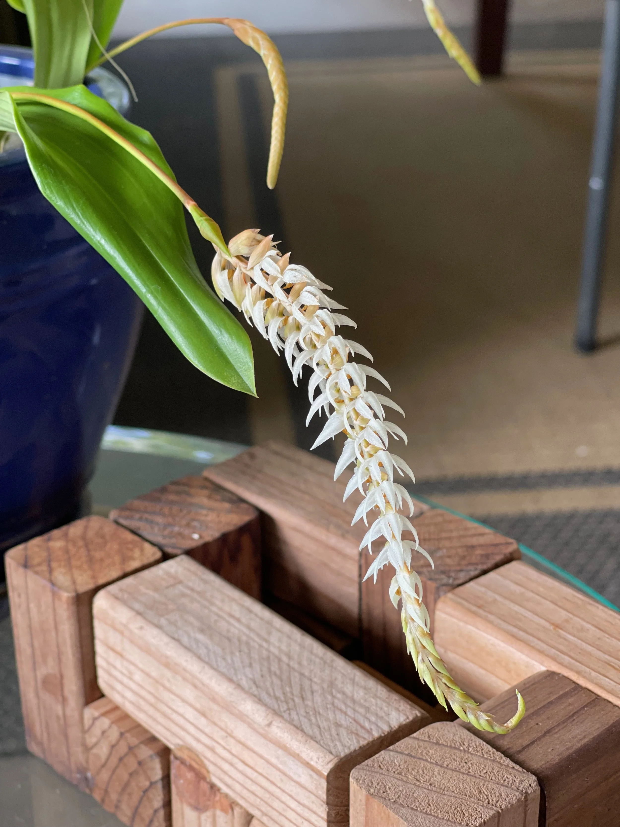 Dendrochilum glumacium.jpeg