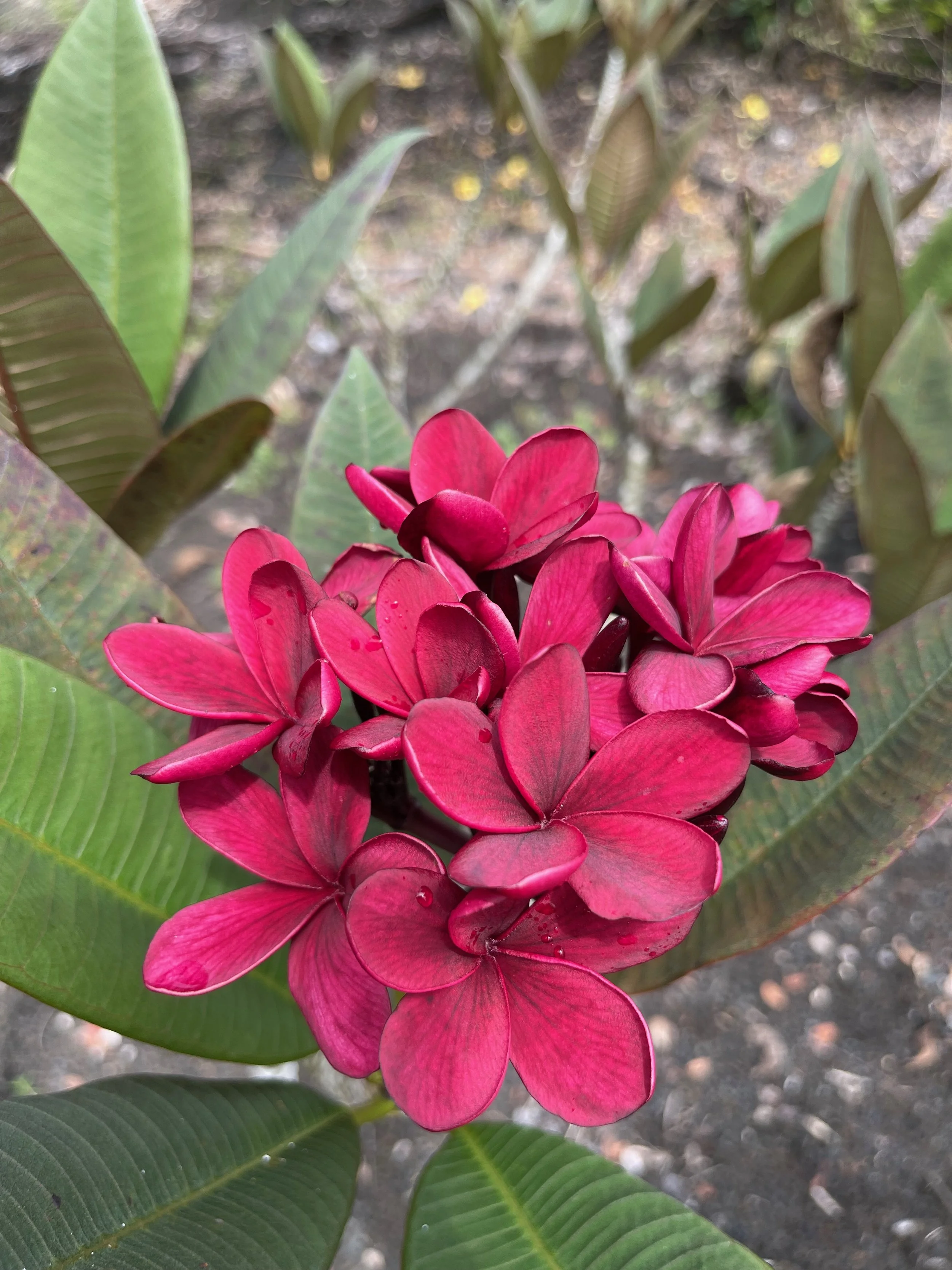 Plumeria rubra 'Dark Red' Scott Pratt.jpeg