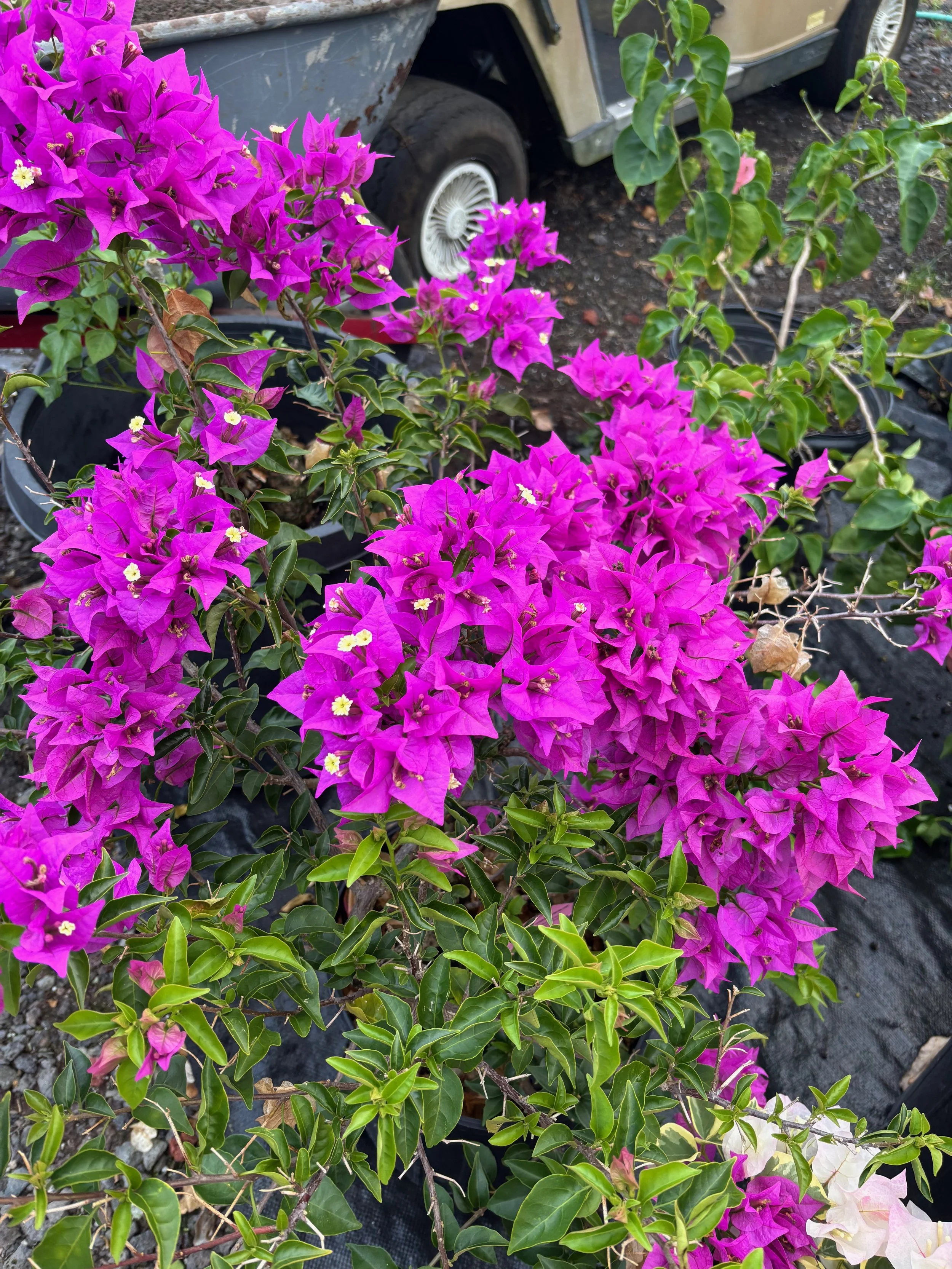 Bougainvillea (Purple Compact).jpeg