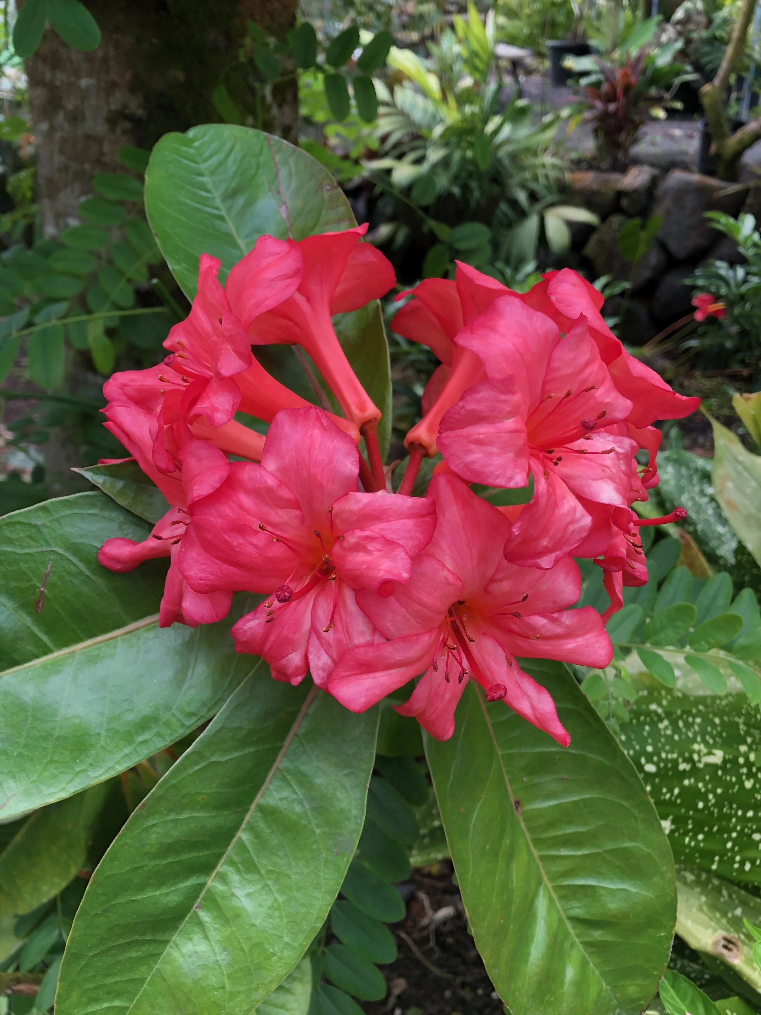 Rhododendron vireya (06) (Dark Peach, large) (3).jpeg