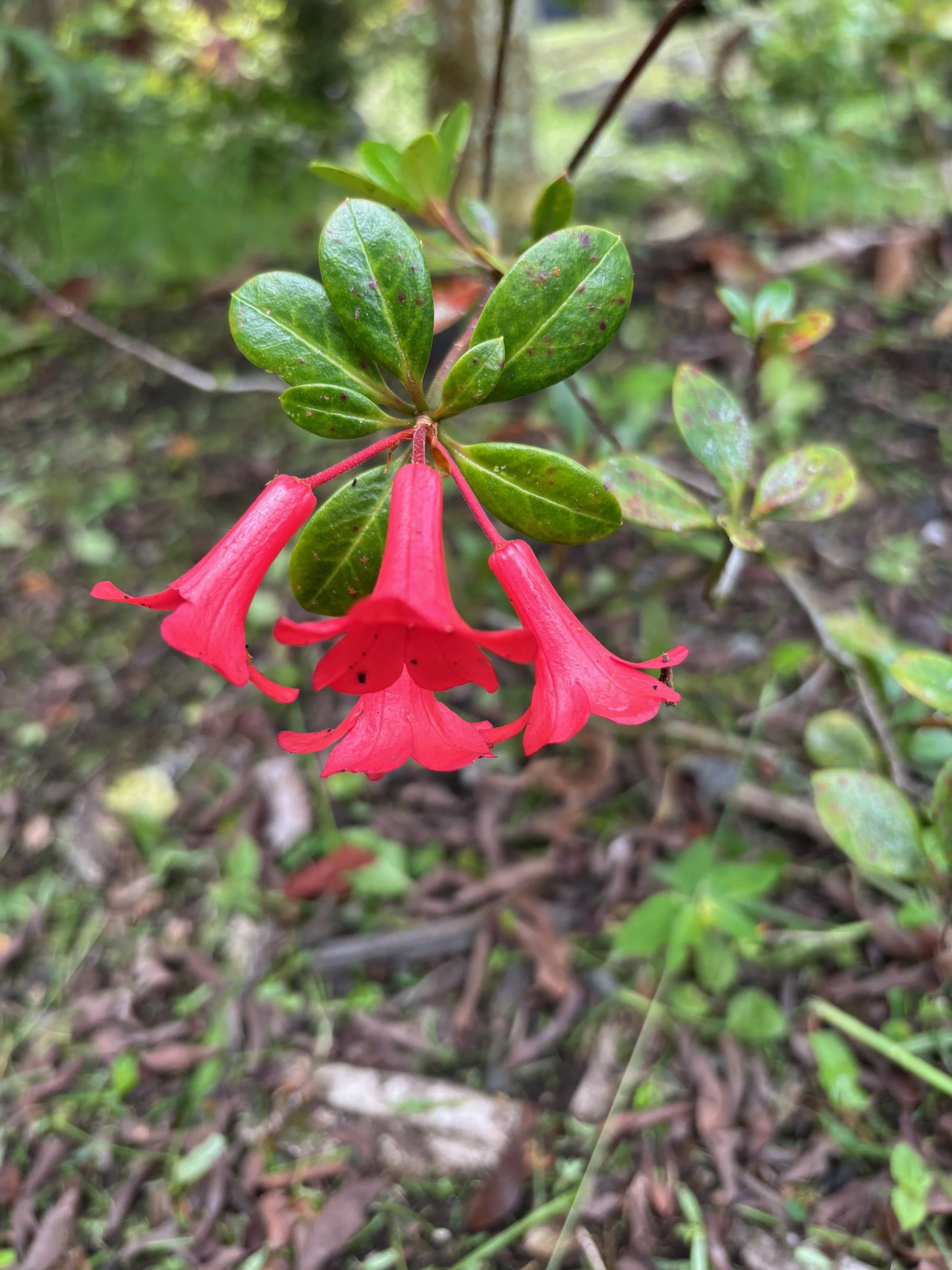 Rhododendron vireya 'Littlest Angel' (2).jpeg