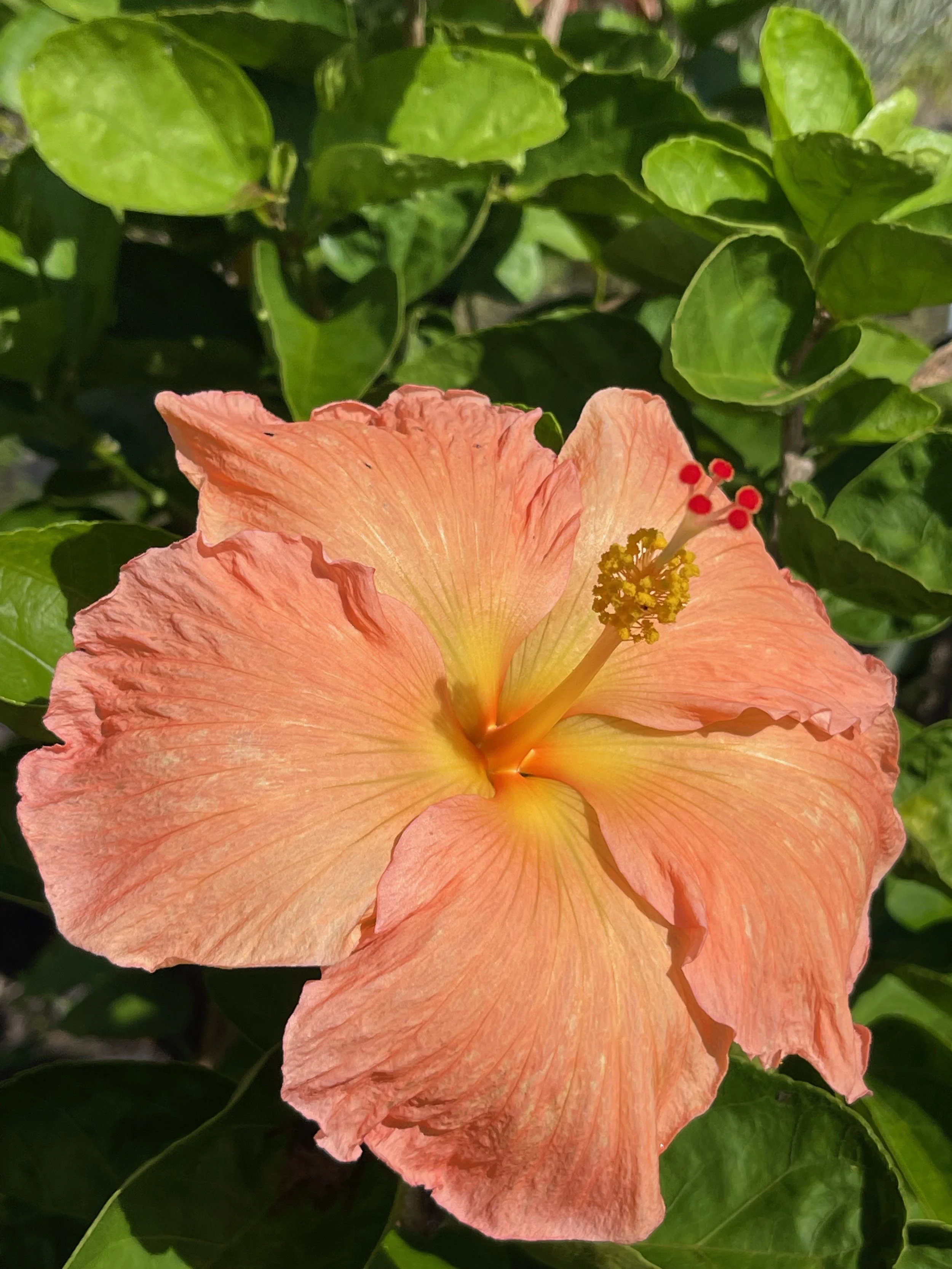 Hibiscus rosa-sinensis 'Soul Survivor' (1).jpeg
