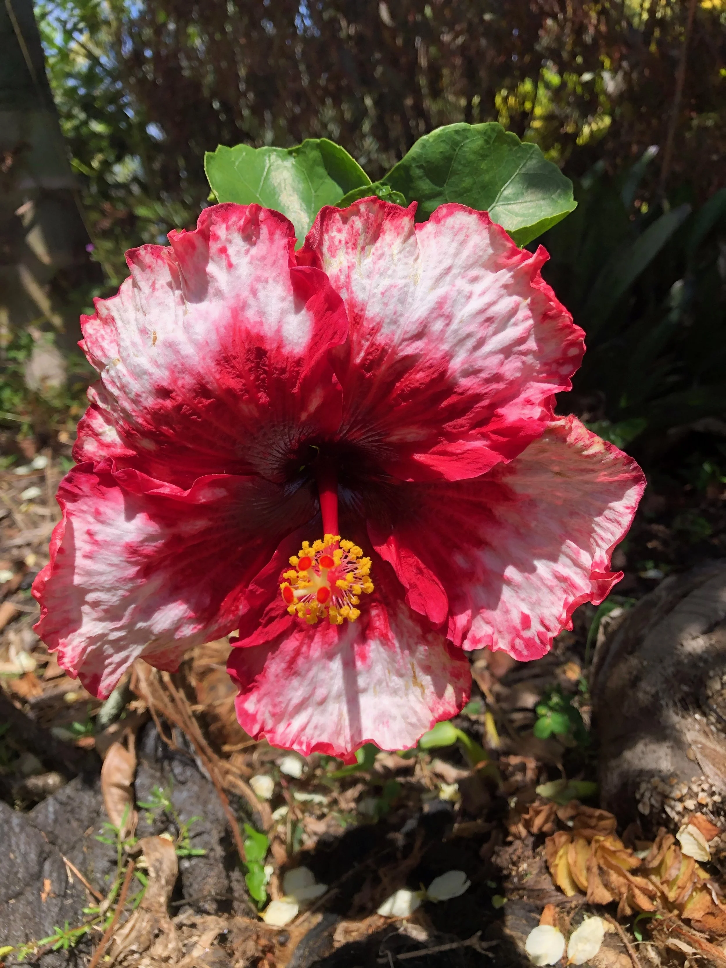 Hibiscus rosa-sinensis 'Corazon' (3).jpeg