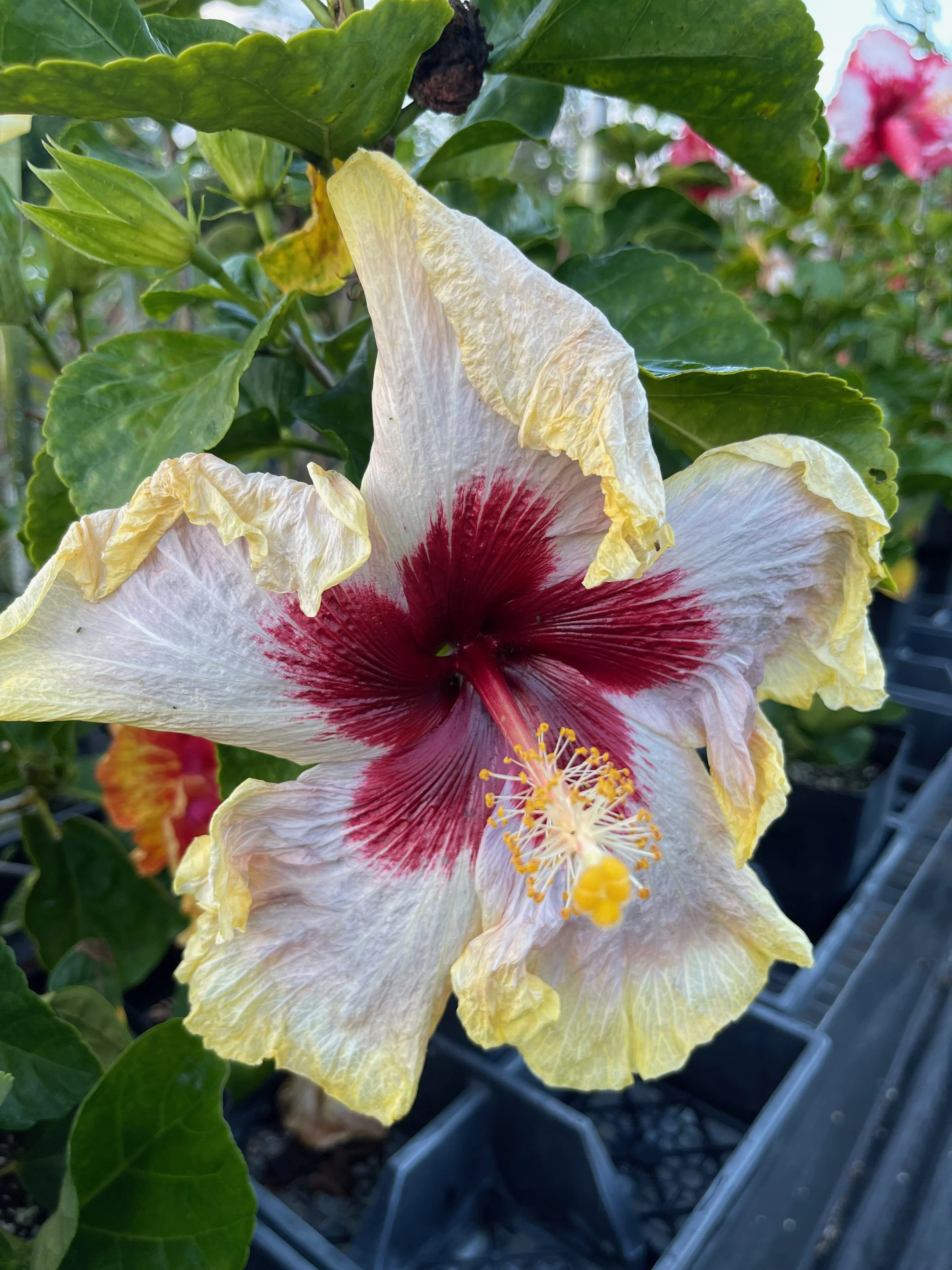 Hibiscus rosa-sinensis 'On Golden Pond' (3).jpeg