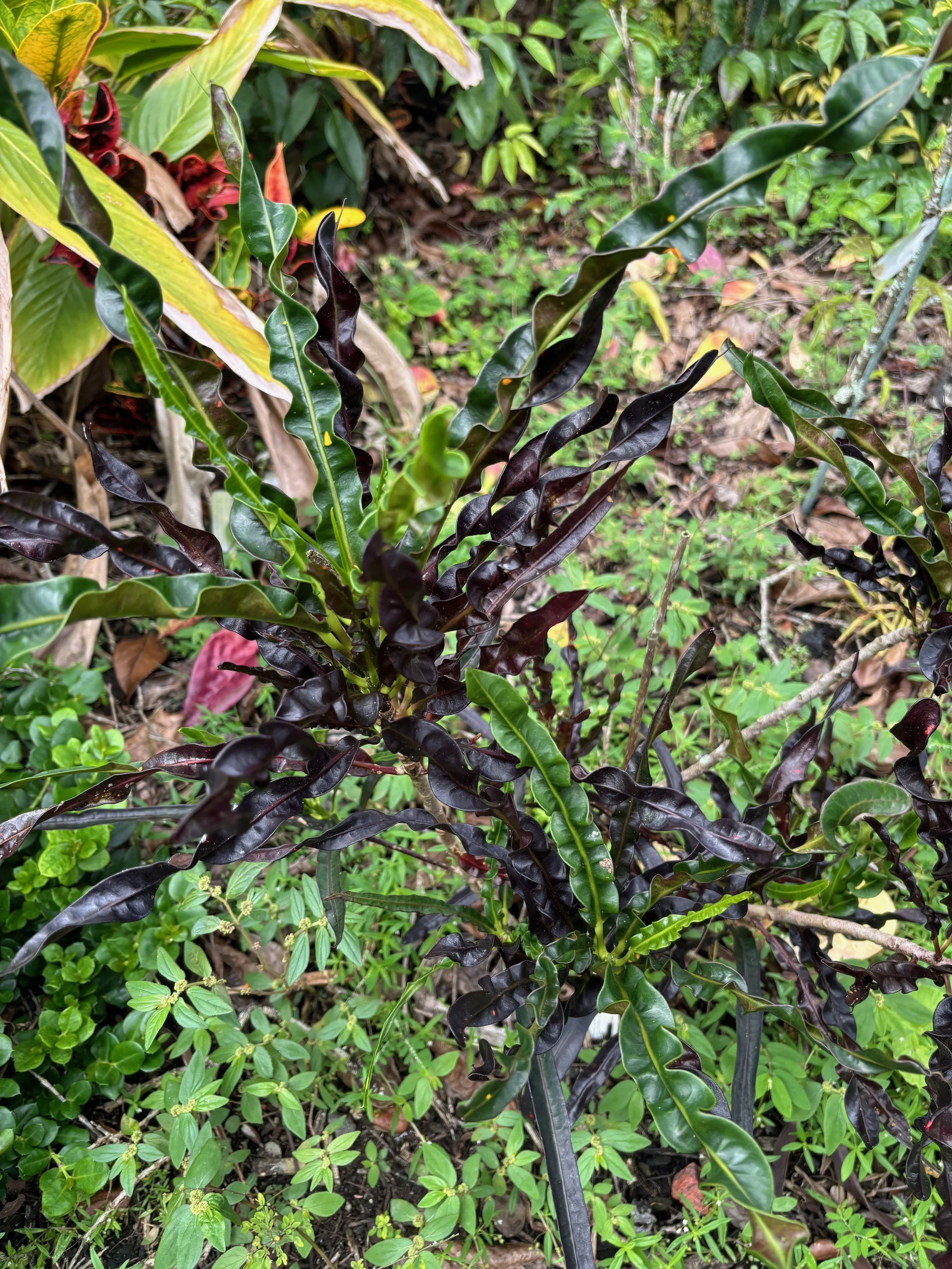 Codiaeum 'Black Beauty' (2).jpeg