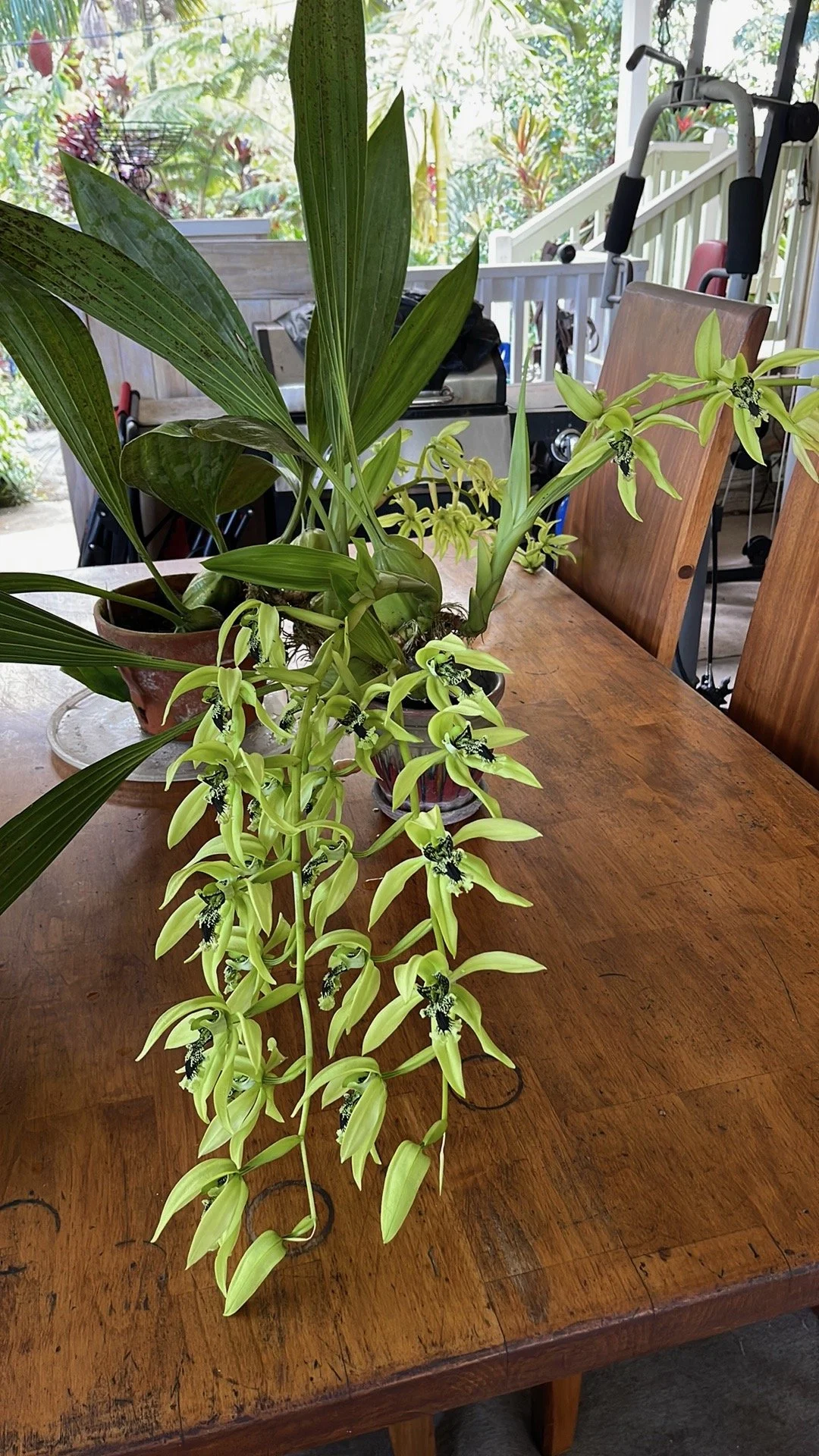 Coelogyne pandurata.jpeg