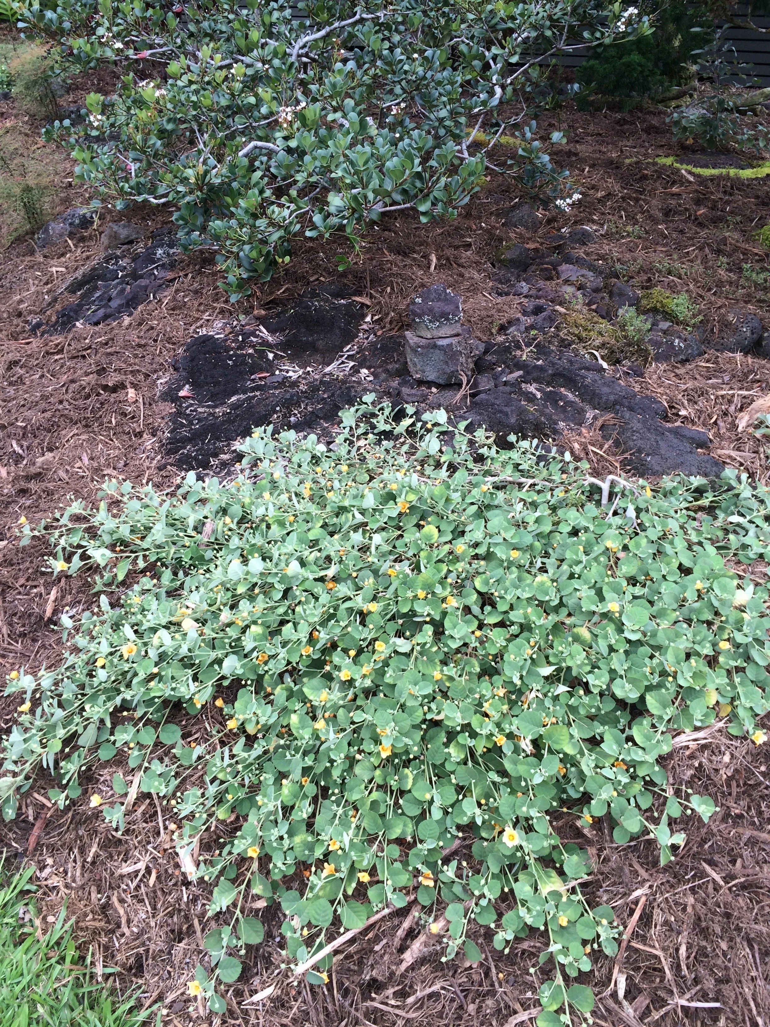 Sida fallax prostrata (5).jpeg