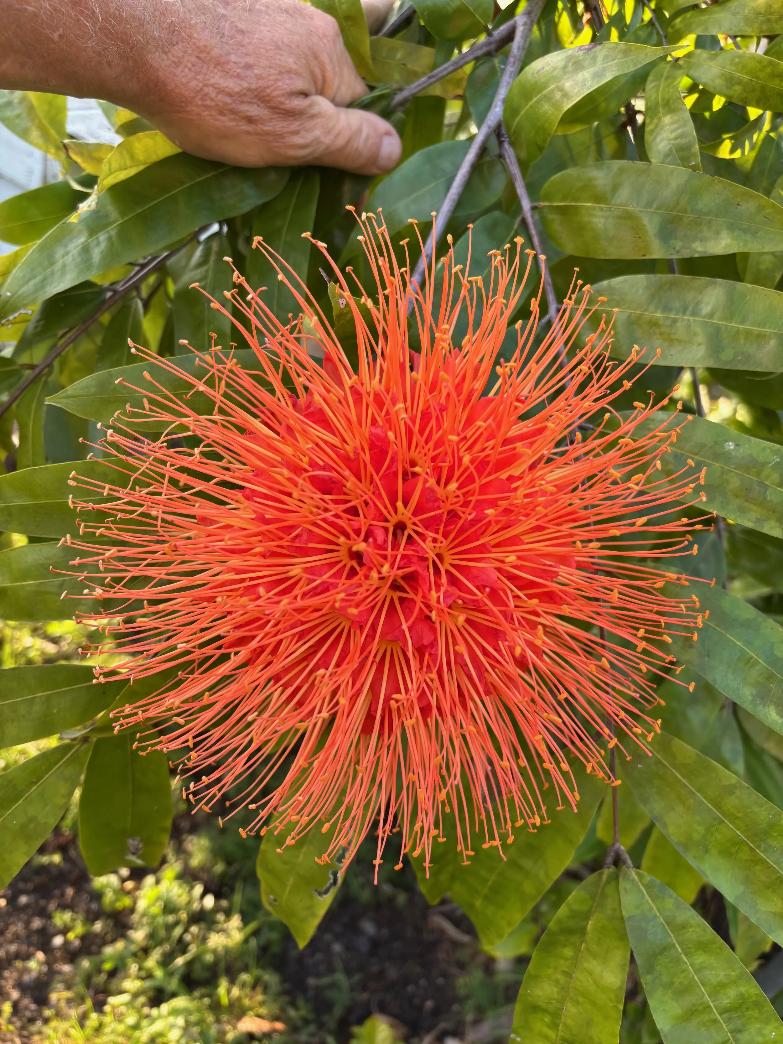 Brownea macrophylla.jpeg
