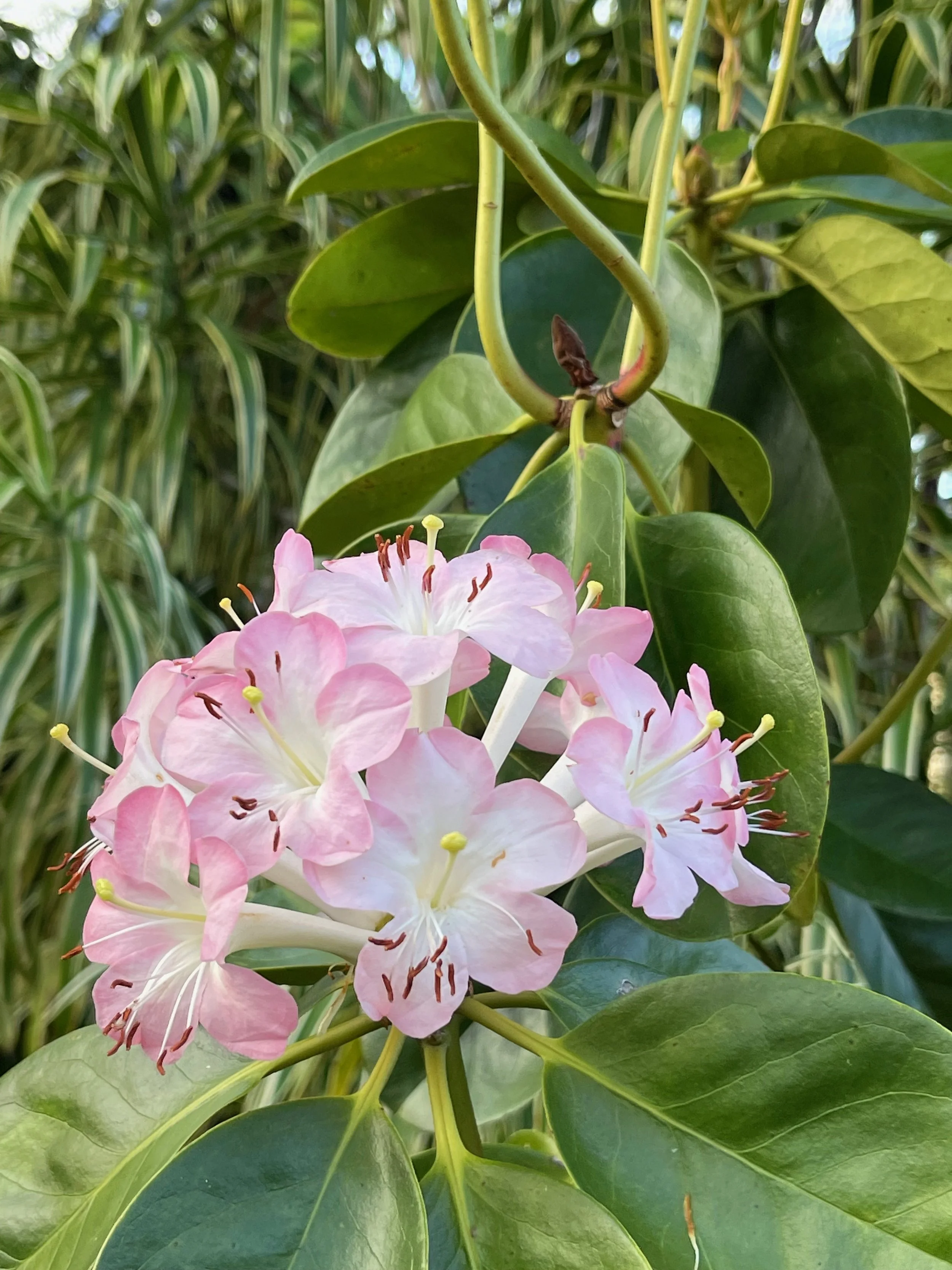 Rhododendron vireya (11) small lt pink (2).jpeg