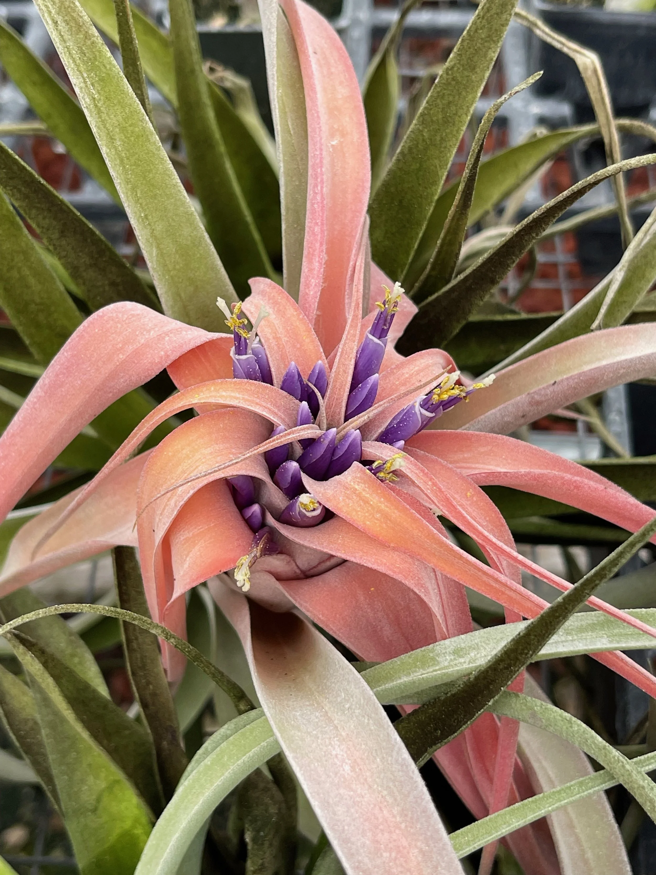 Tillandsia capitata.jpeg