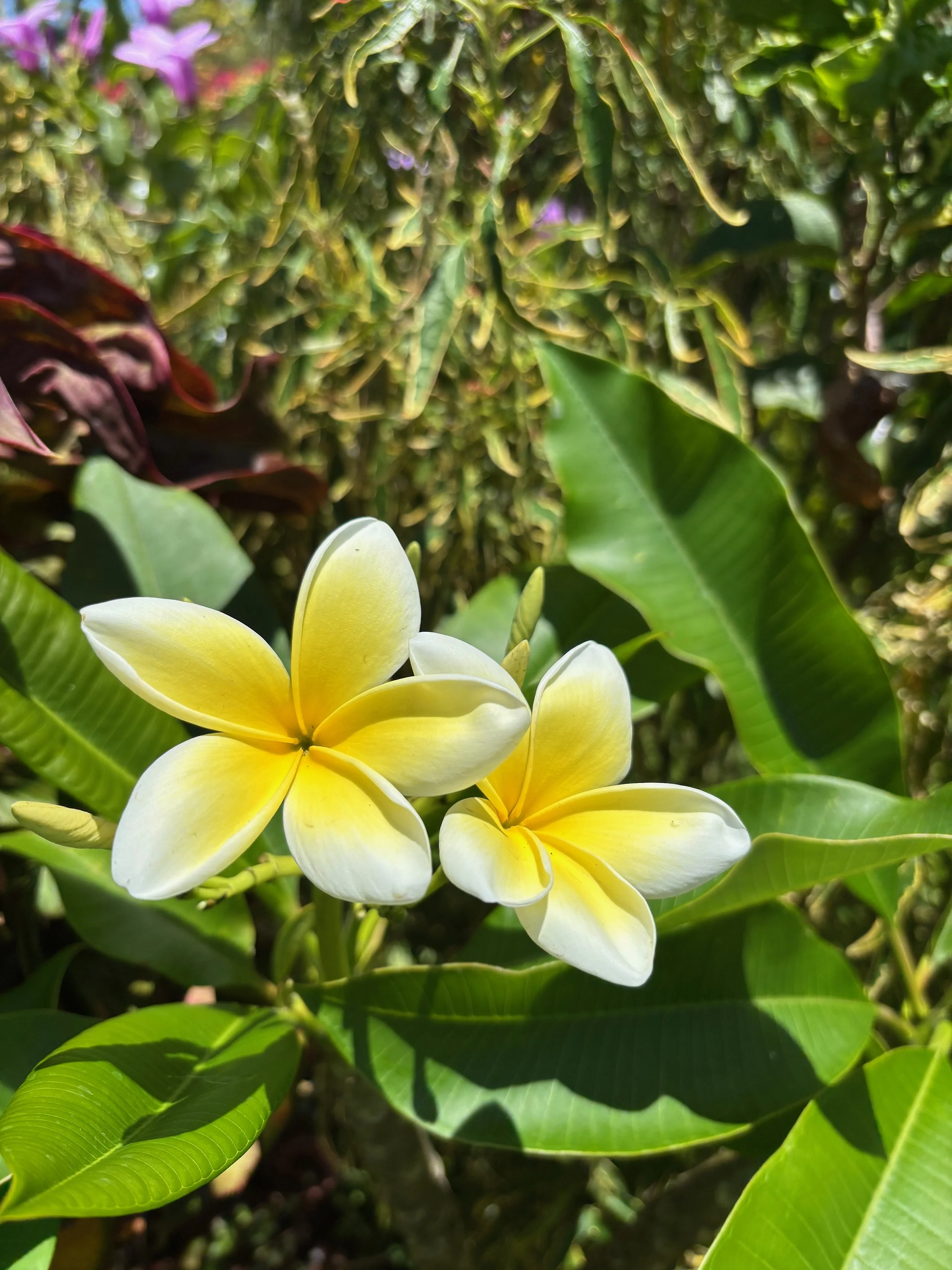 Plumeria rubra 'Lemon Chiffon'.jpeg
