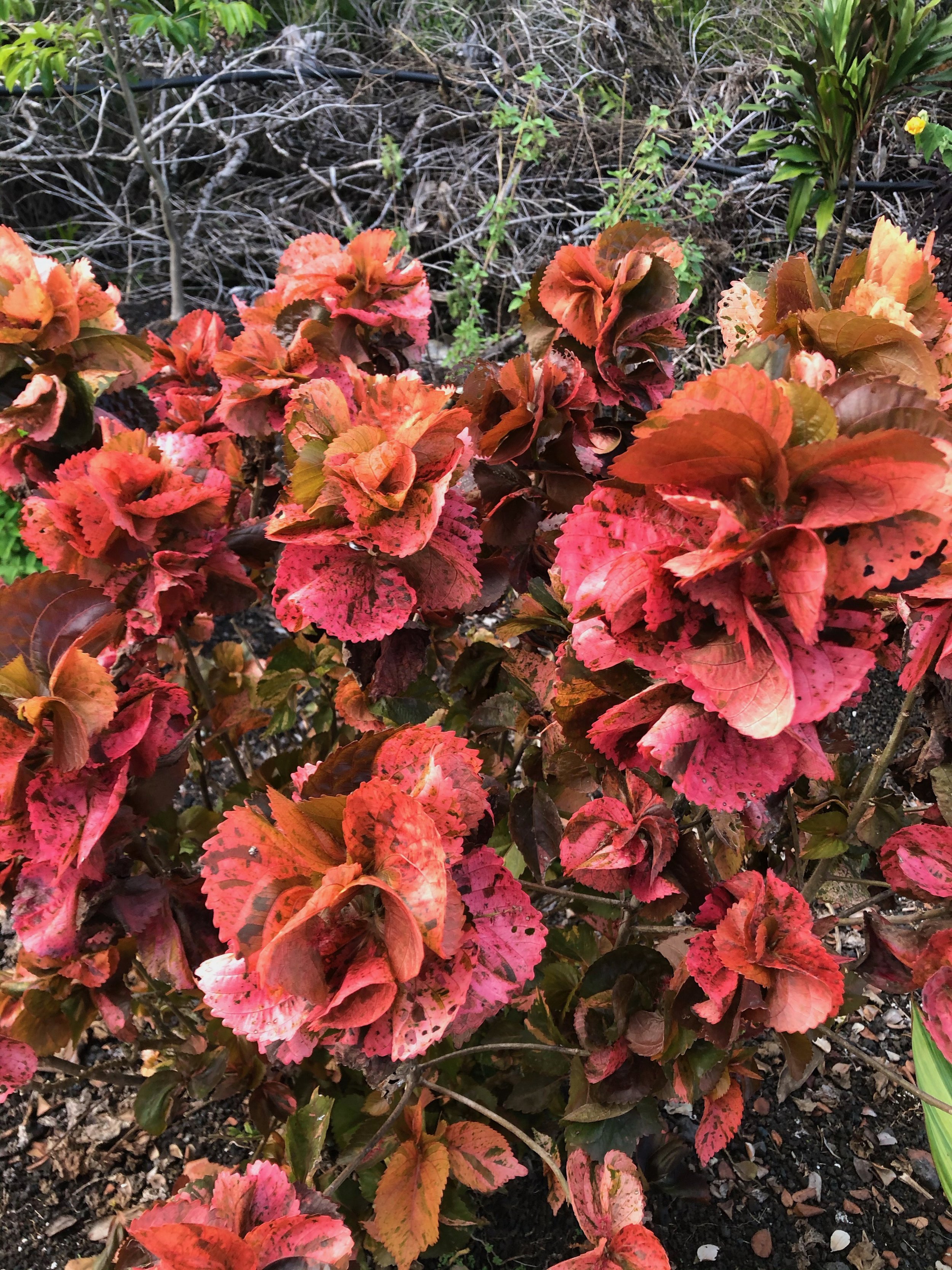 Acalypha 'Tiki Peach Whirl' (1).jpeg