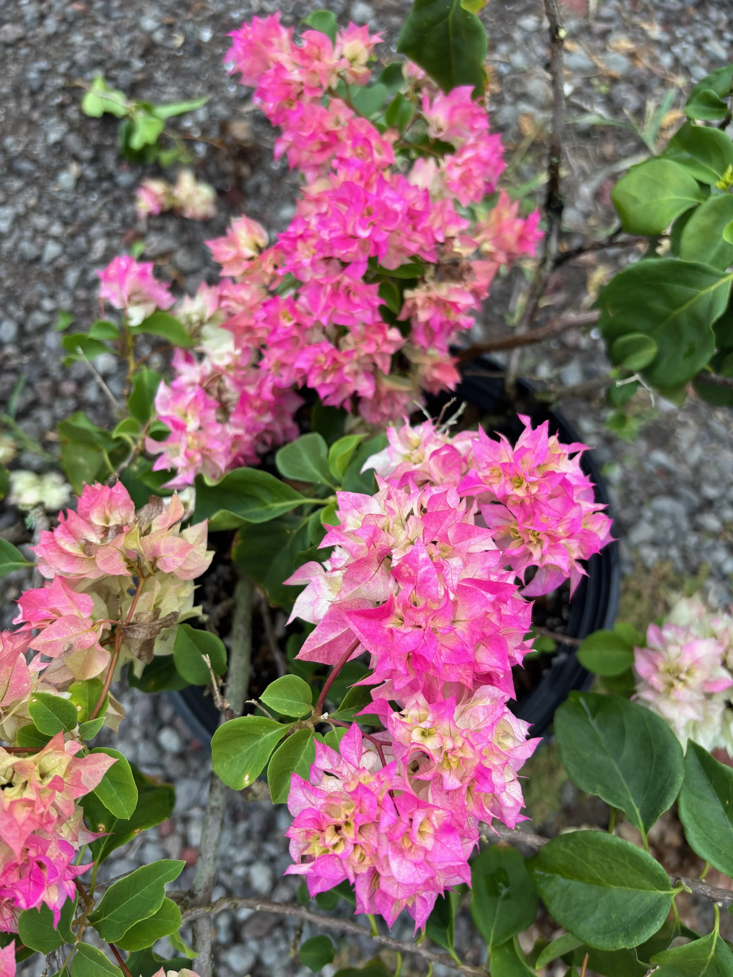 Bougainvillea (Double Pink and White) (3).jpeg