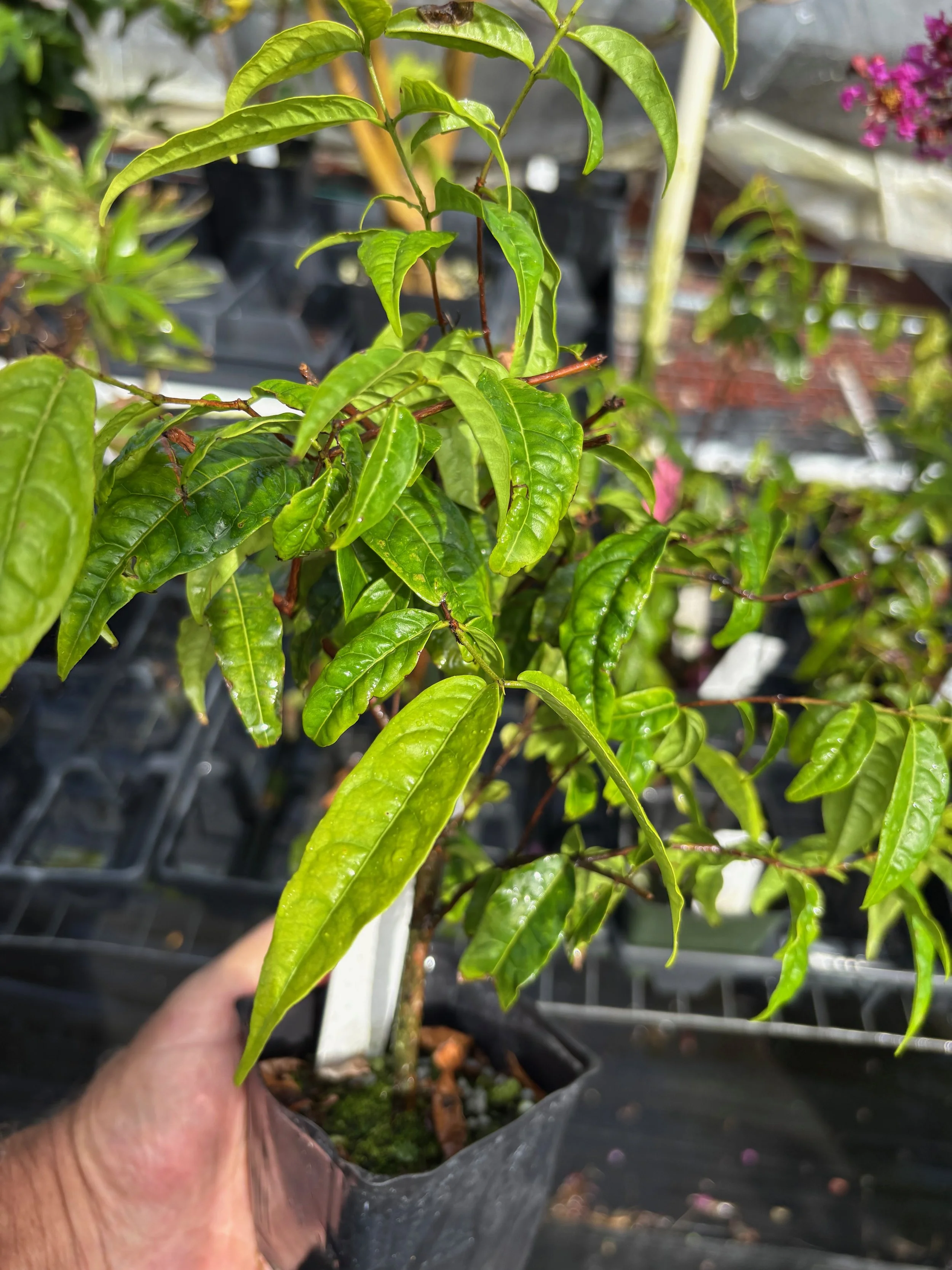 Eugenia victoriana (1).jpeg