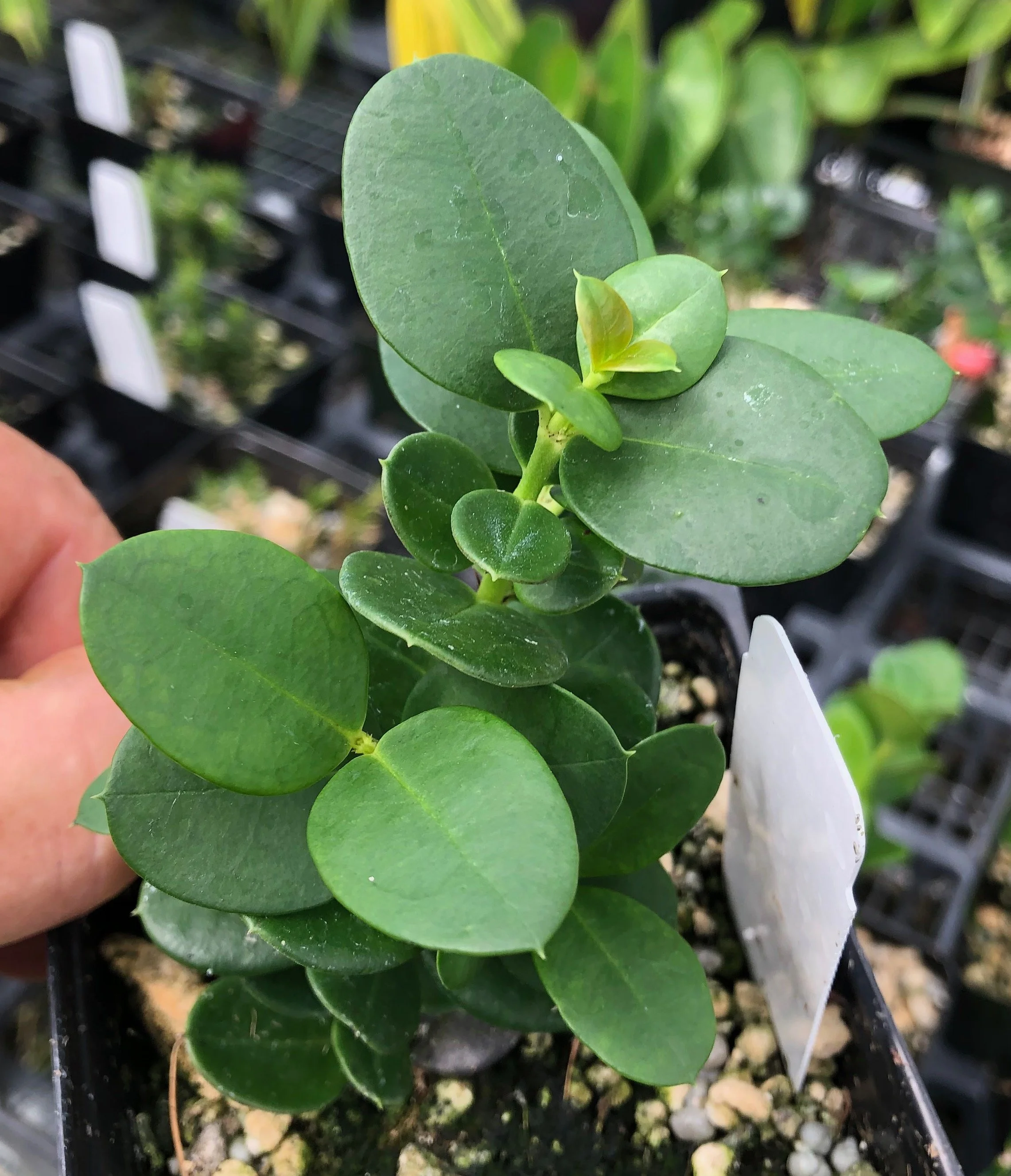 Carissa grandiflora ‘Boxwood Beauty’ (1).jpeg