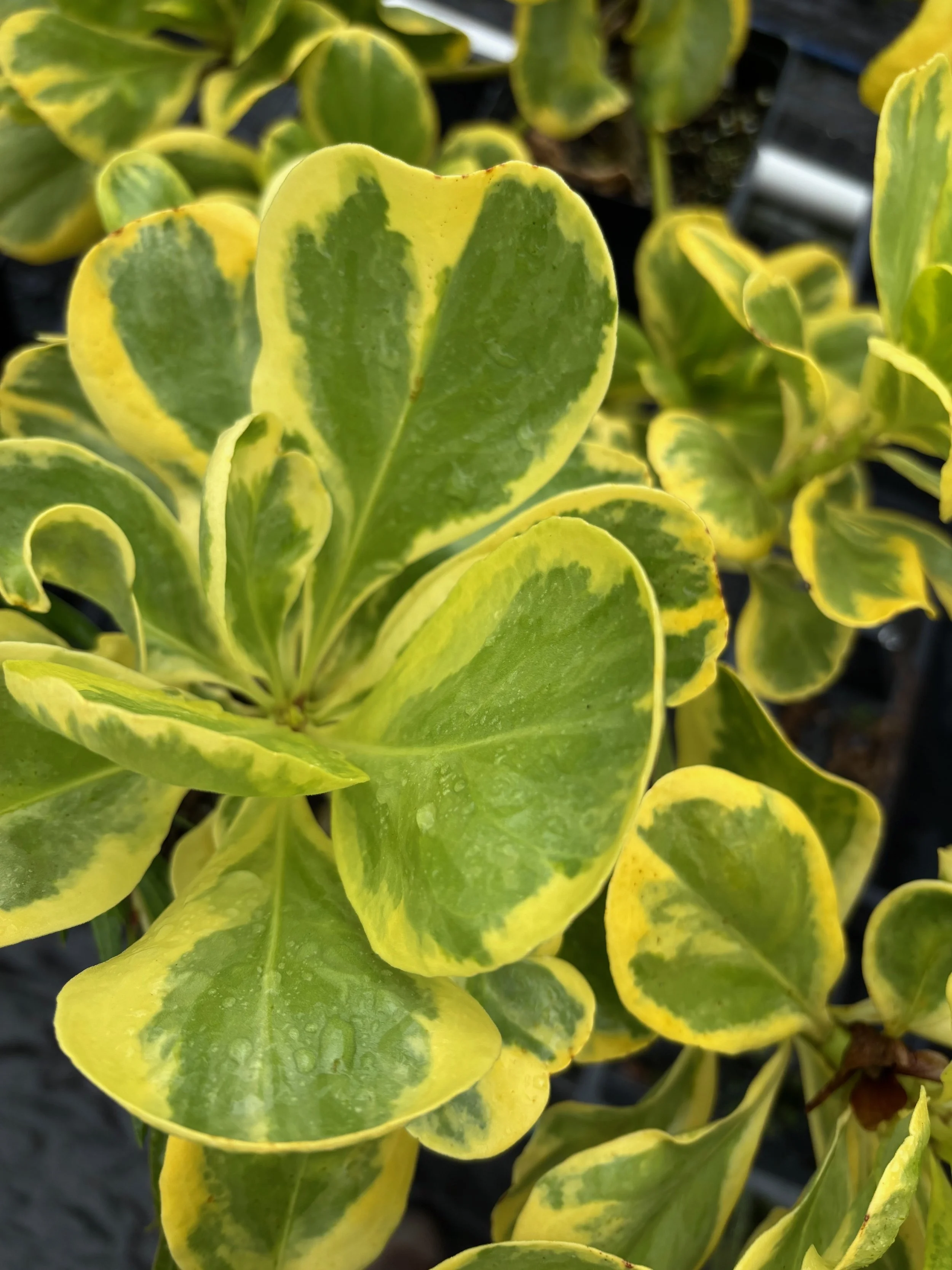 Scaevola sericea variegata 'Magic Sands' (1).jpeg