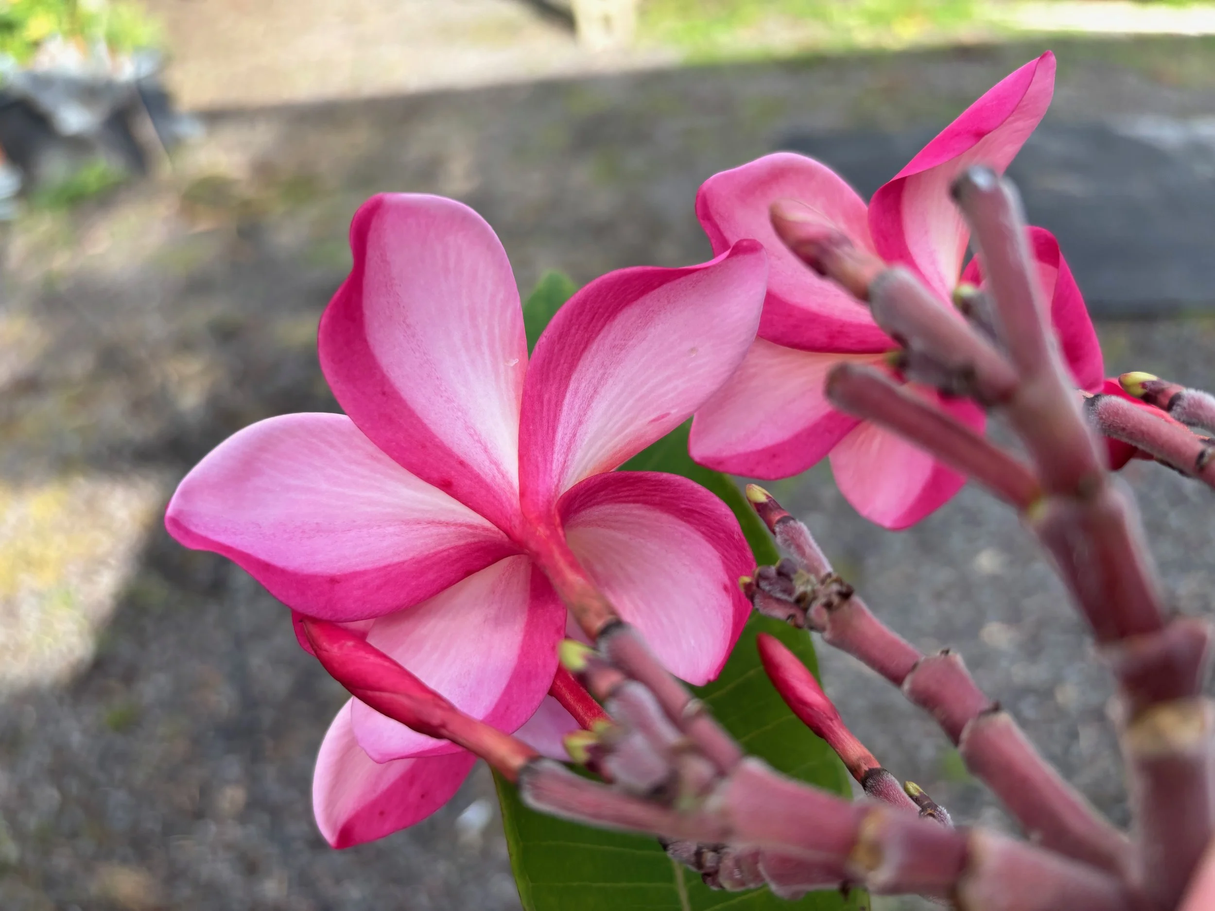 Plumeria rubra 'Kaneohe Sunburst' (2).jpeg