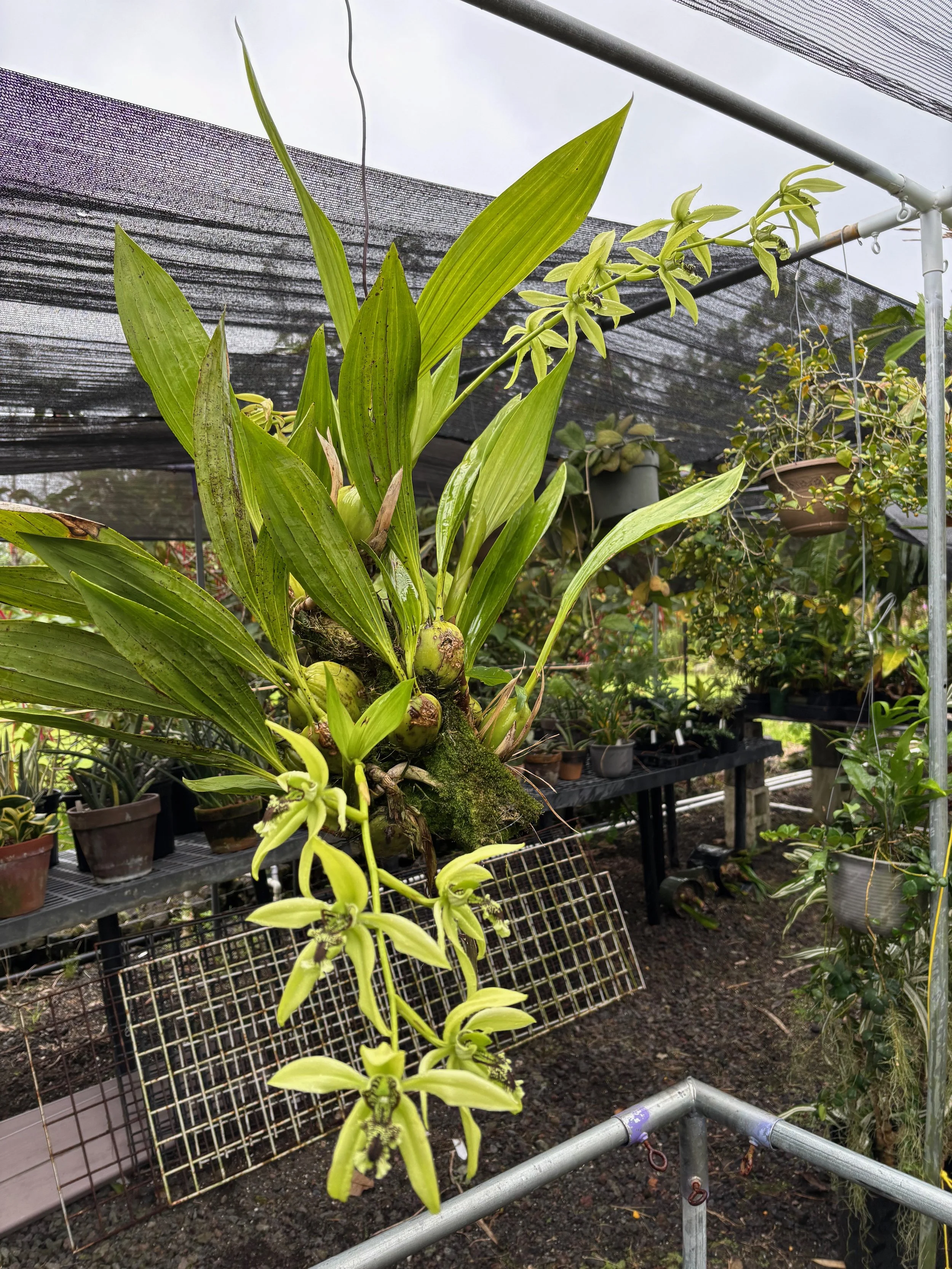 Coelogyne pandurata (3).jpeg