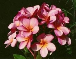 plumeria_guillots_sunset.jpeg