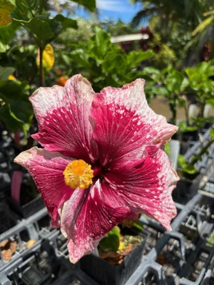 Hibiscus rosa-sinensis 'Purple Magic'  Vintage Green Farms with Tom  Piergrossi