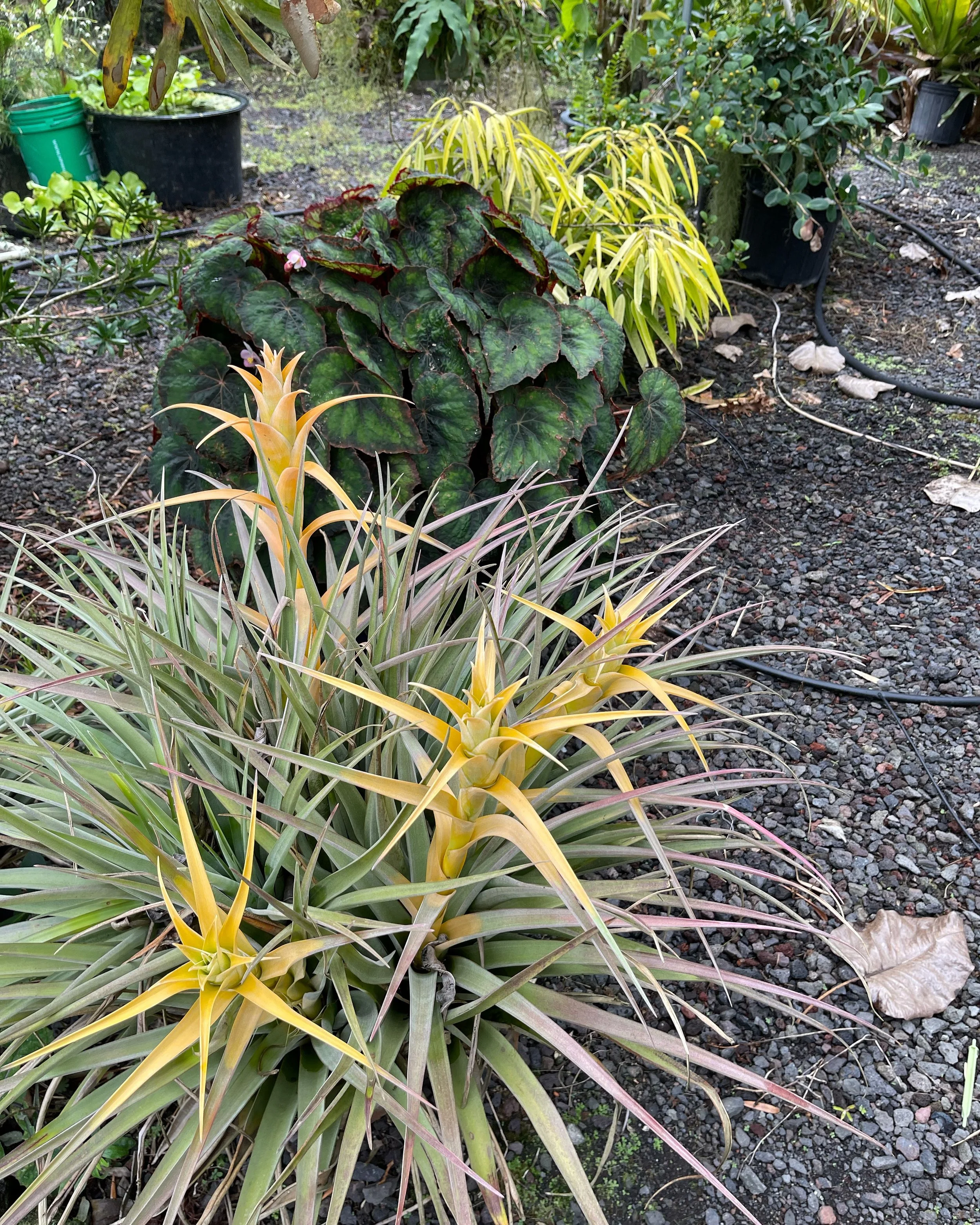 Tillandsia capitata (yellow form) (4).jpeg