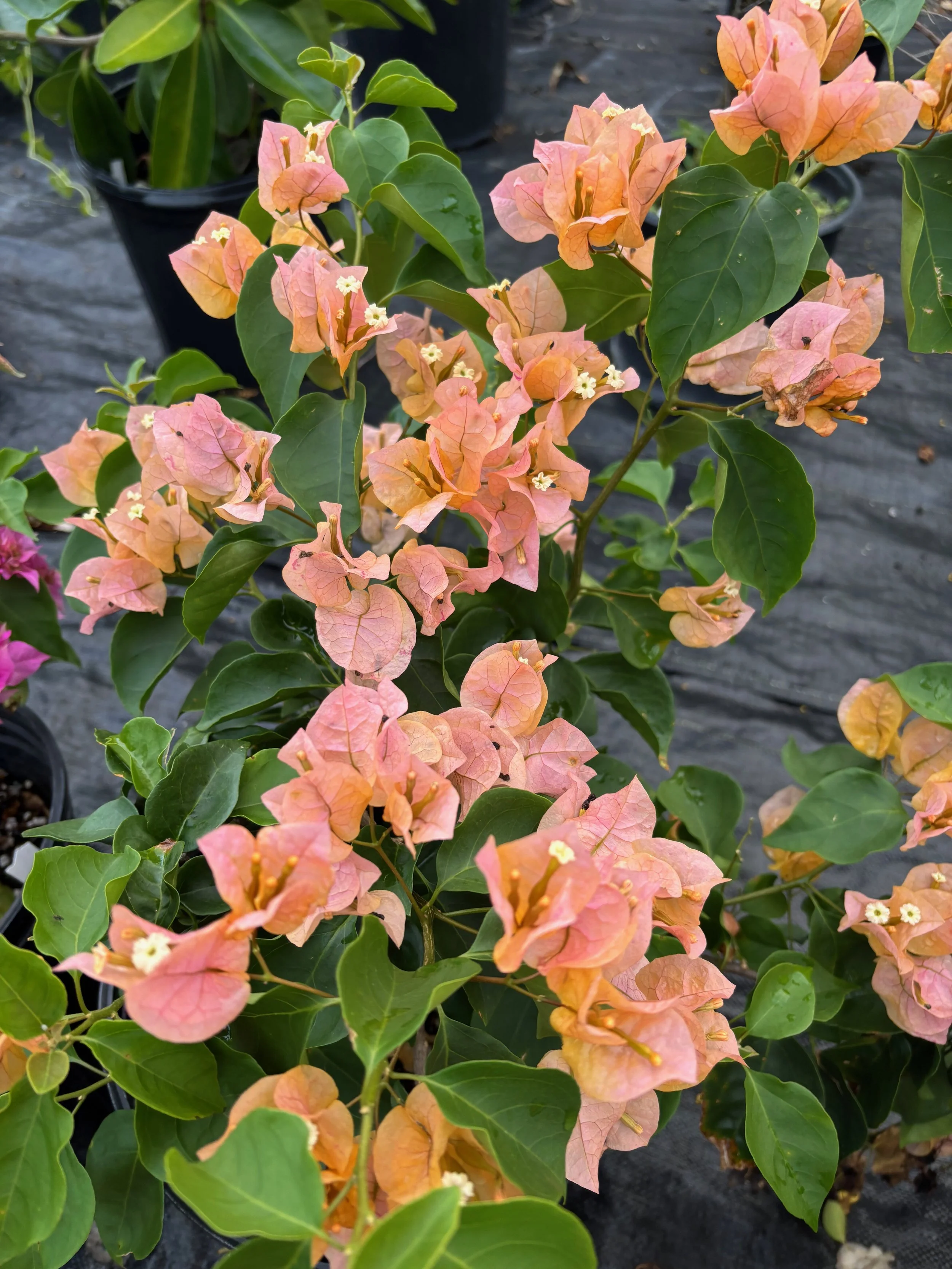 Bougainvillea 'California Gold' (1).jpeg