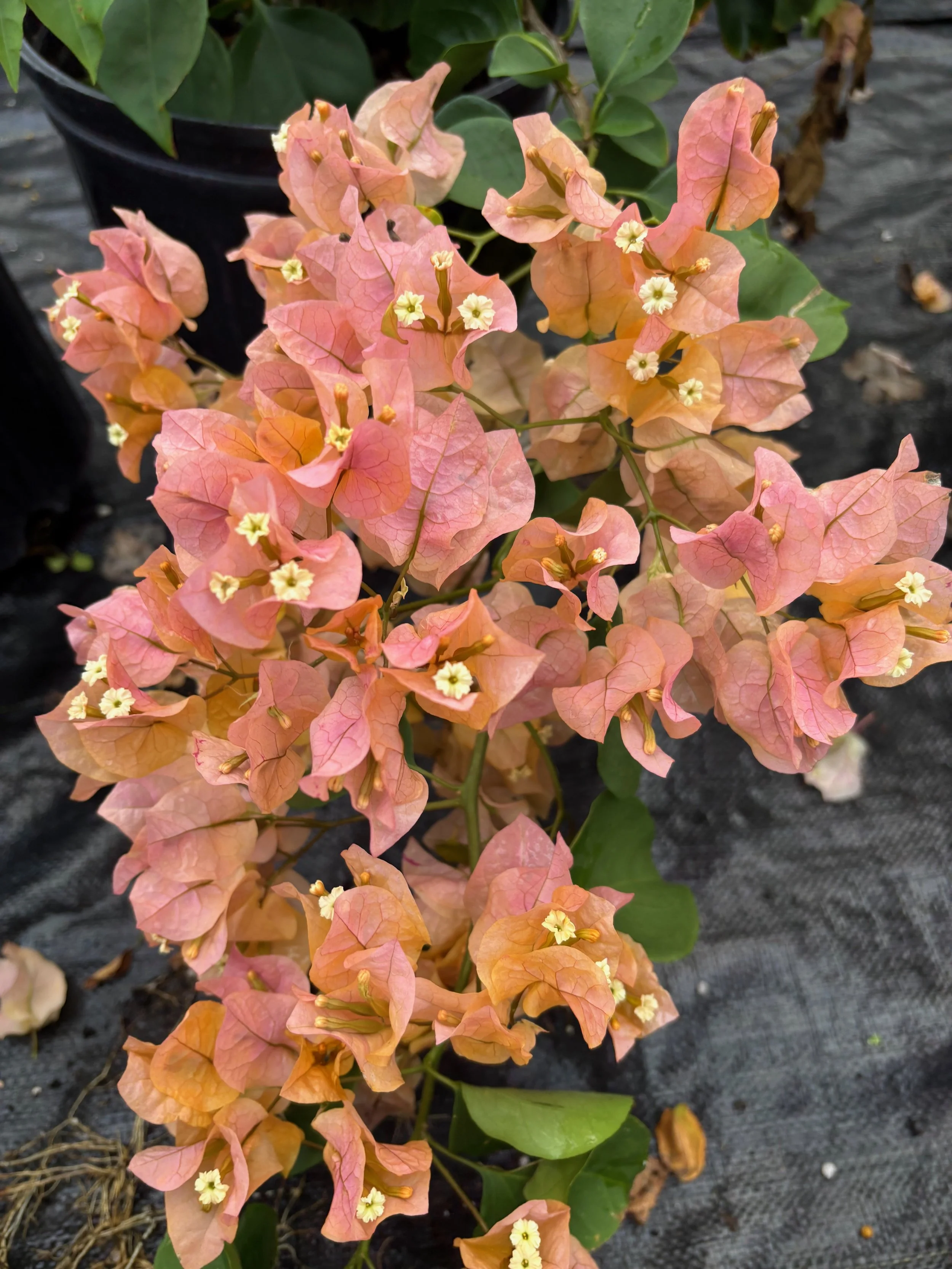 Bougainvillea 'California Gold'.jpeg