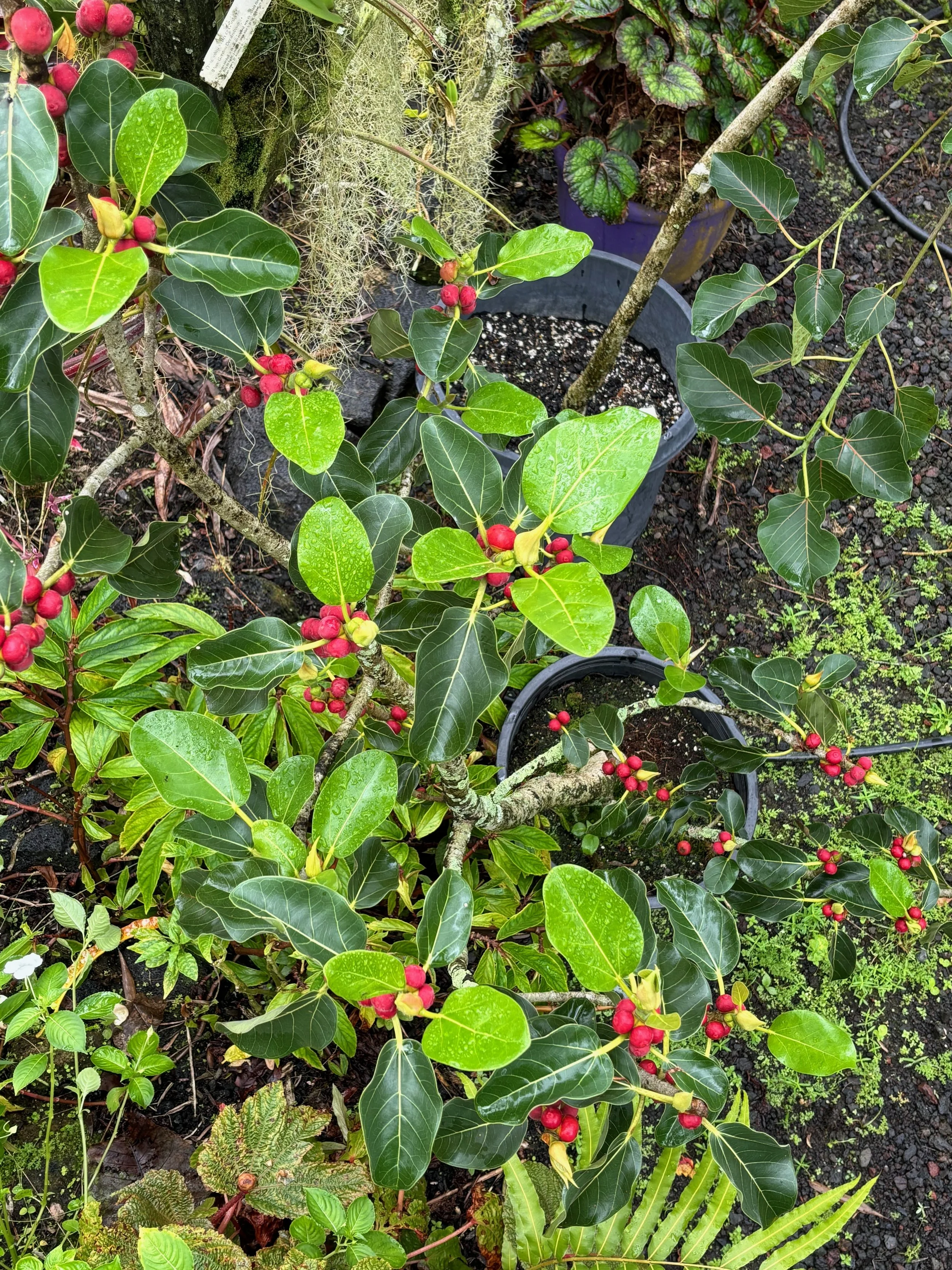 Ficus benghalensis.jpeg