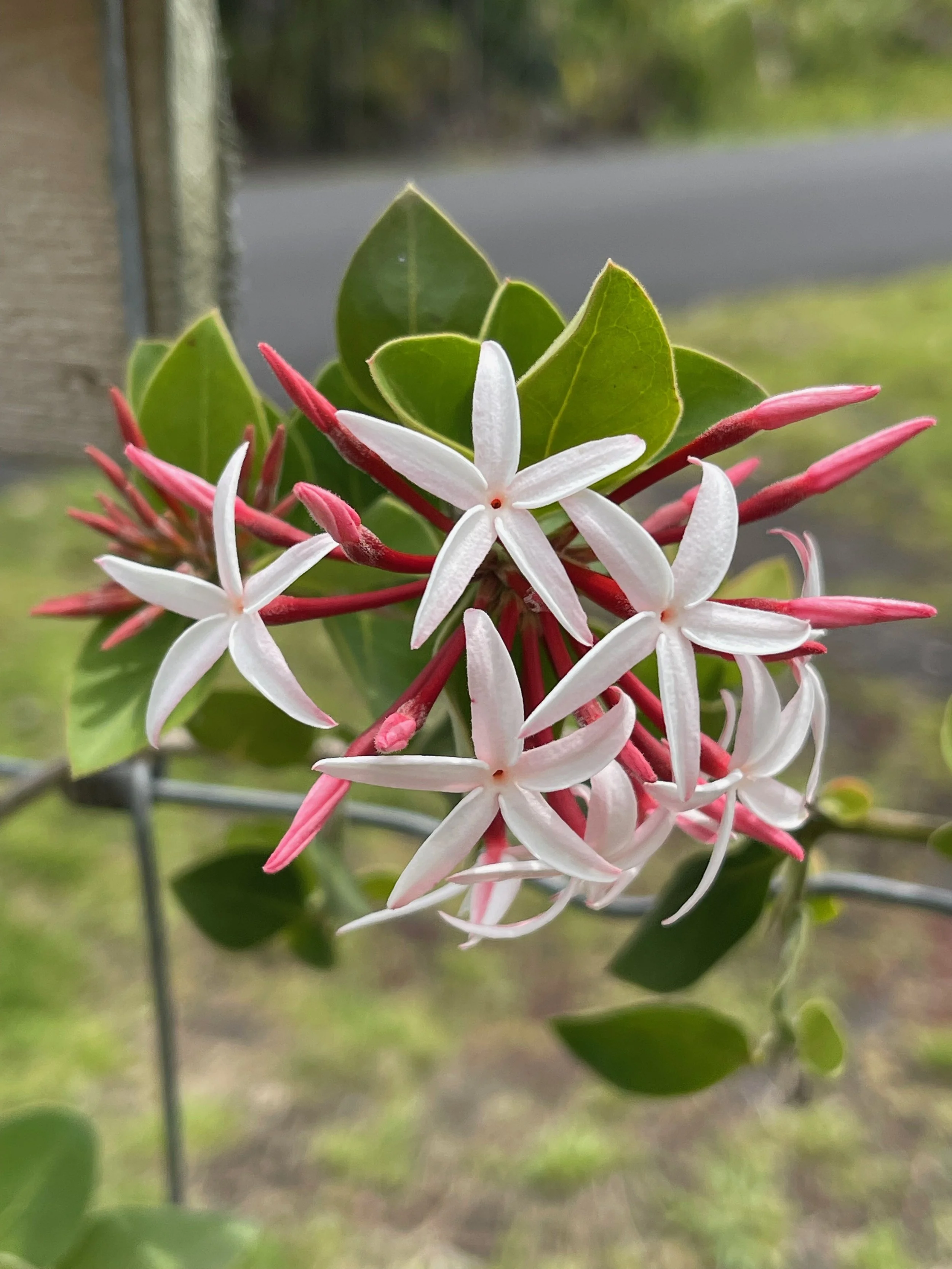 Carissa edulis var. tomentosa (1).jpeg