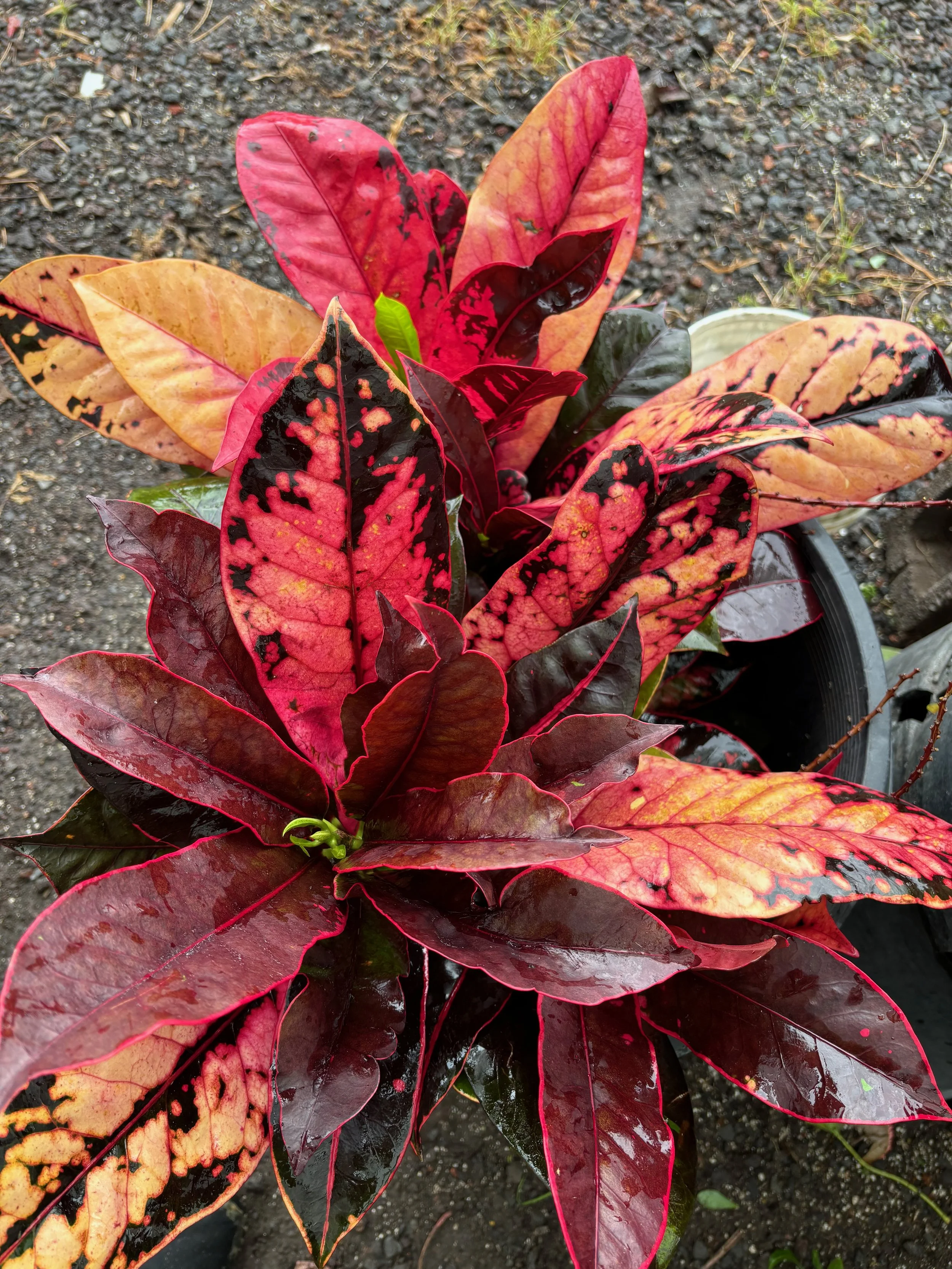 Codiaeum 'Stained Glass' (3).jpeg