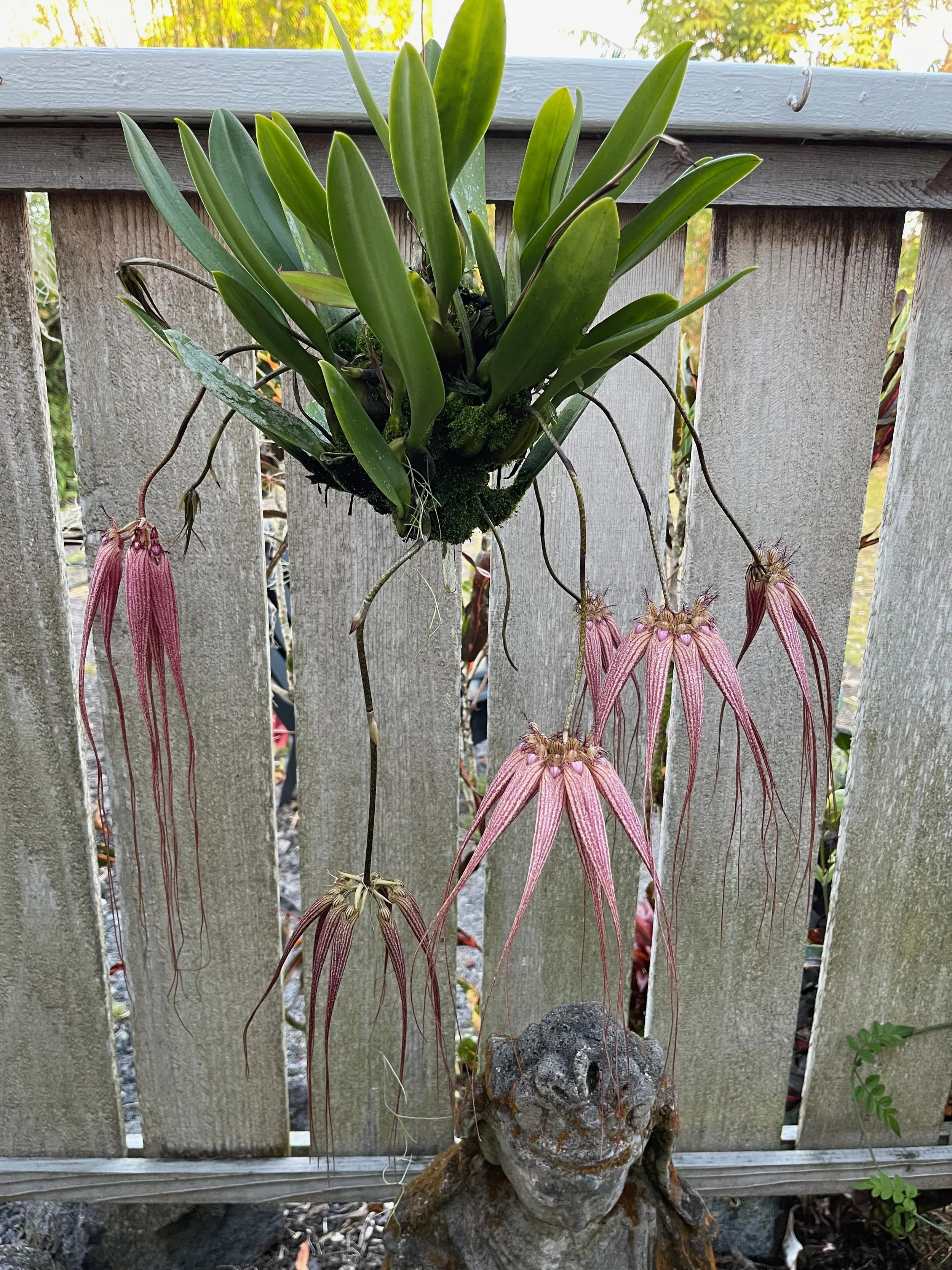 Bulbophyllum sp. 'Elizabeth Ann Buckleberry’ (1).jpeg