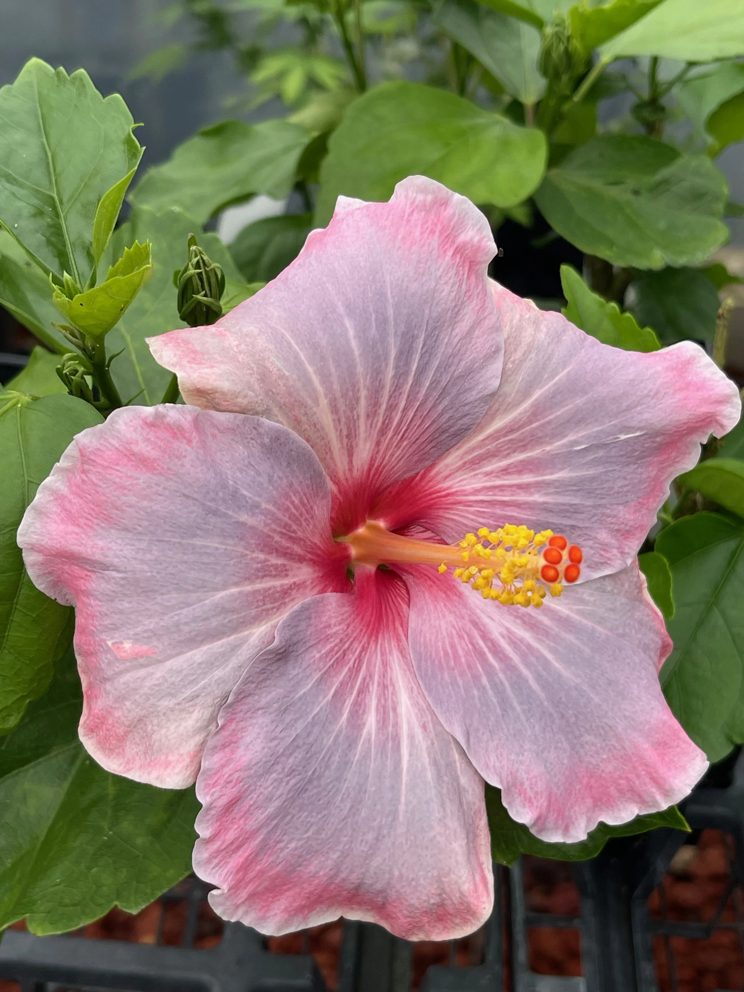 Hibiscus rosa-sinensis 'April Showers'.jpeg